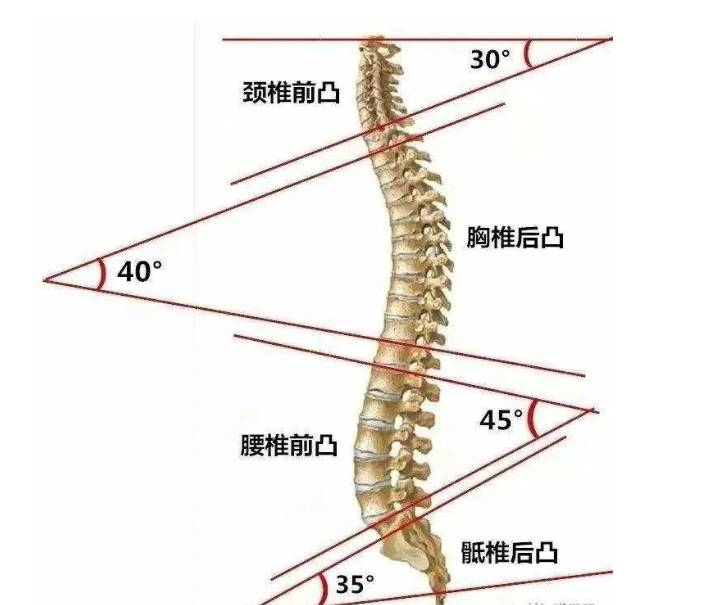 颈椎前凸消失图片