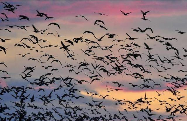 为什么地震无法提前预测?民间有种方法"很准",专家却不予承认