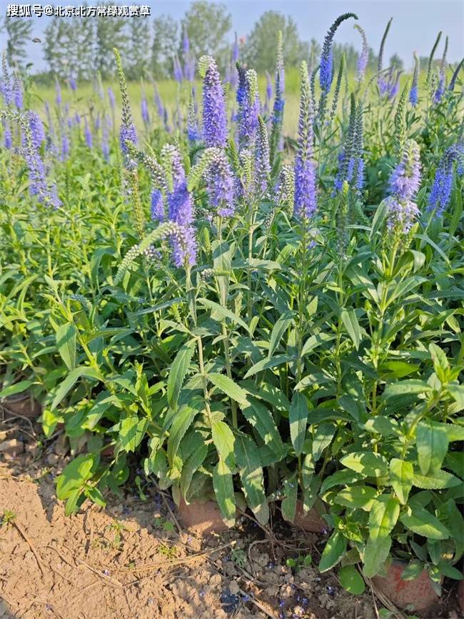 穗花婆婆纳的形态特征与生长习性