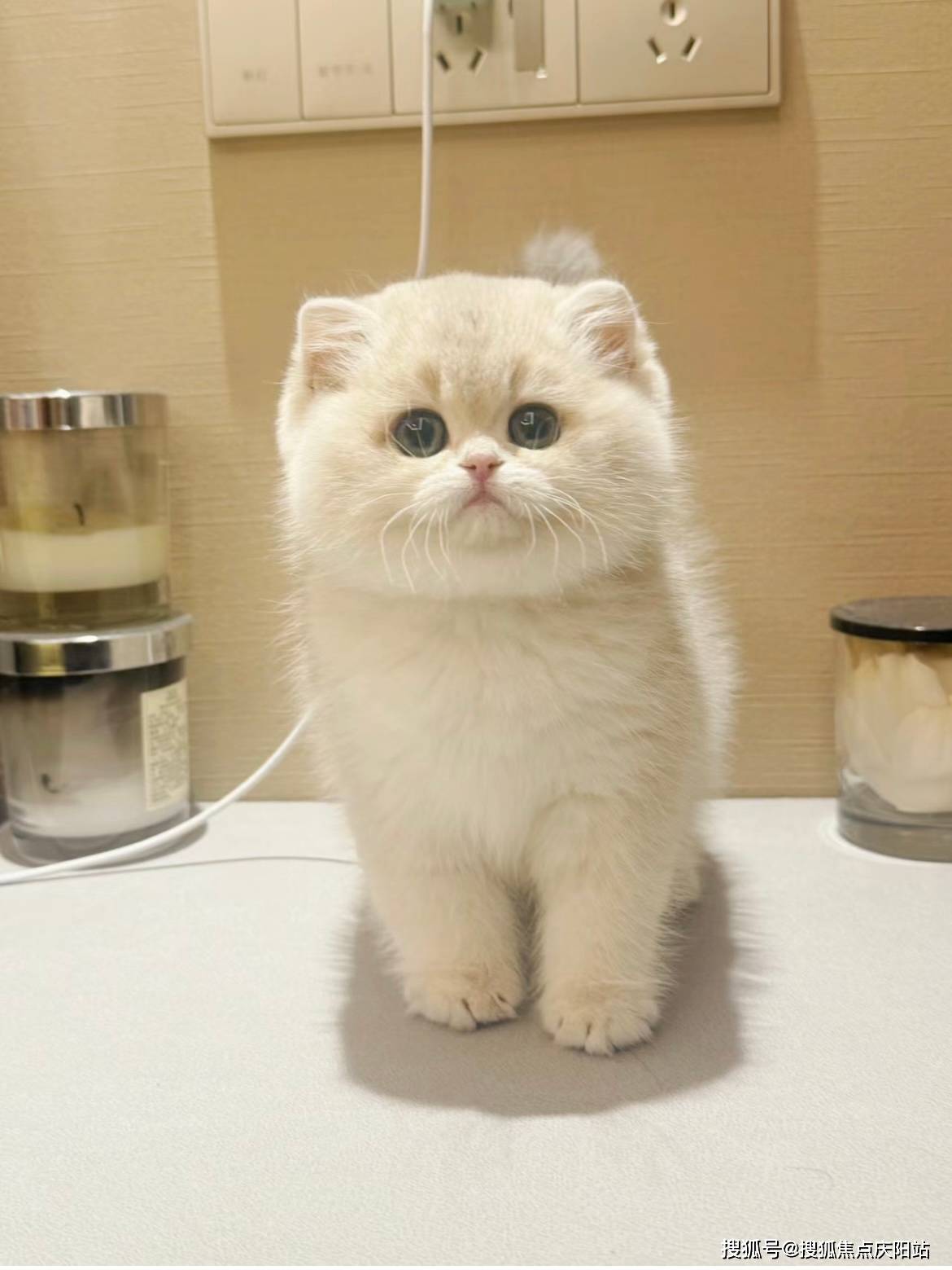 成都买英短蓝金猫首页网站(成都金牛区)买英短蓝金猫在哪里买靠谱又