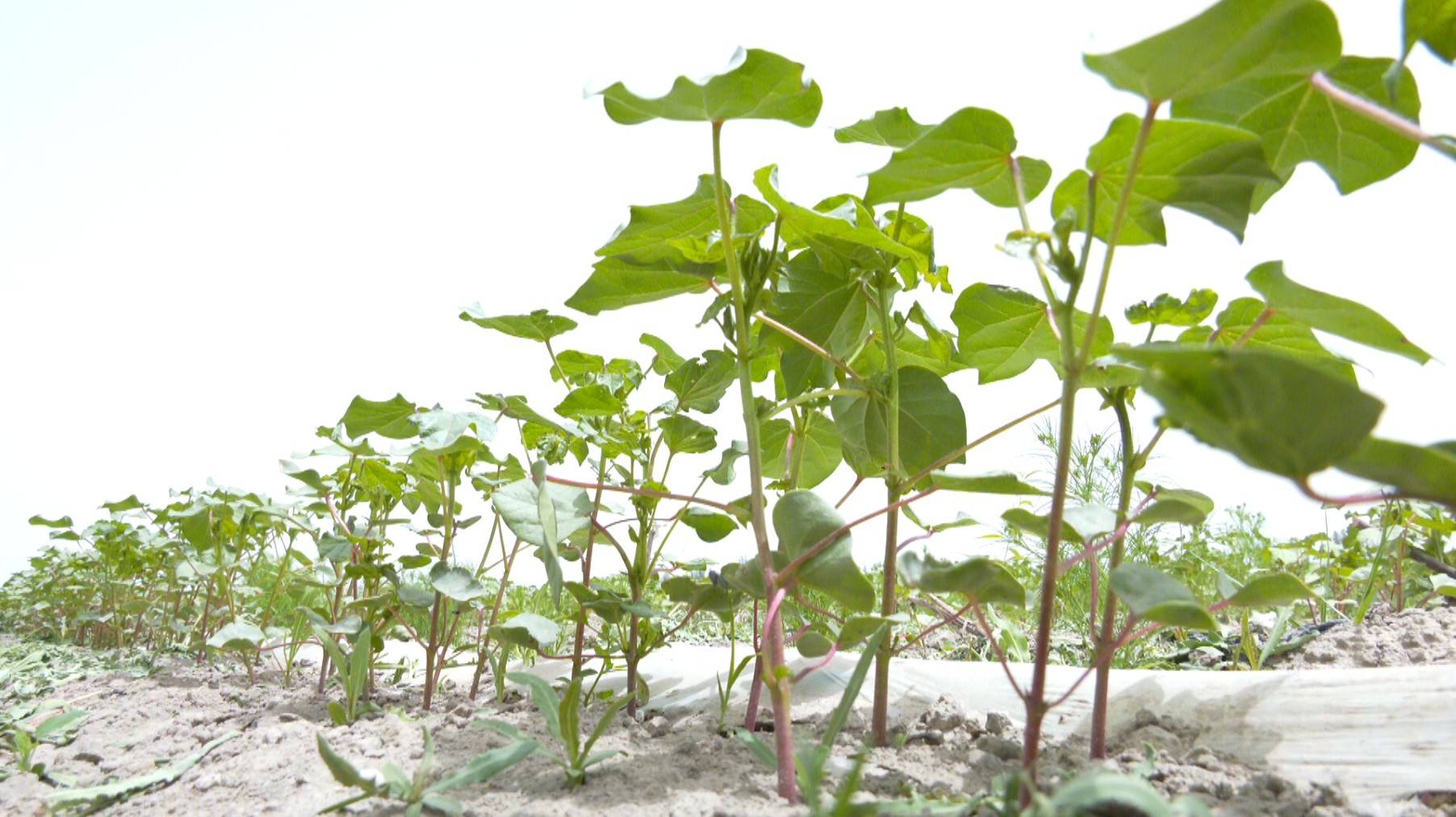 岳普湖县75万亩棉花长势喜人