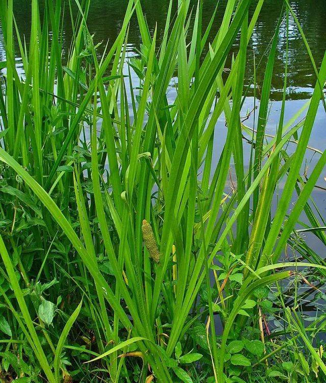 我见到的山东本土植物和园林栽培植物(261) 菖蒲_叶片_金钱_沼泽