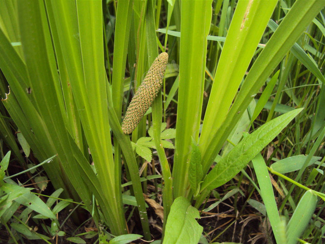 我见到的山东本土植物和园林栽培植物(261) 菖蒲_叶片_金钱_沼泽