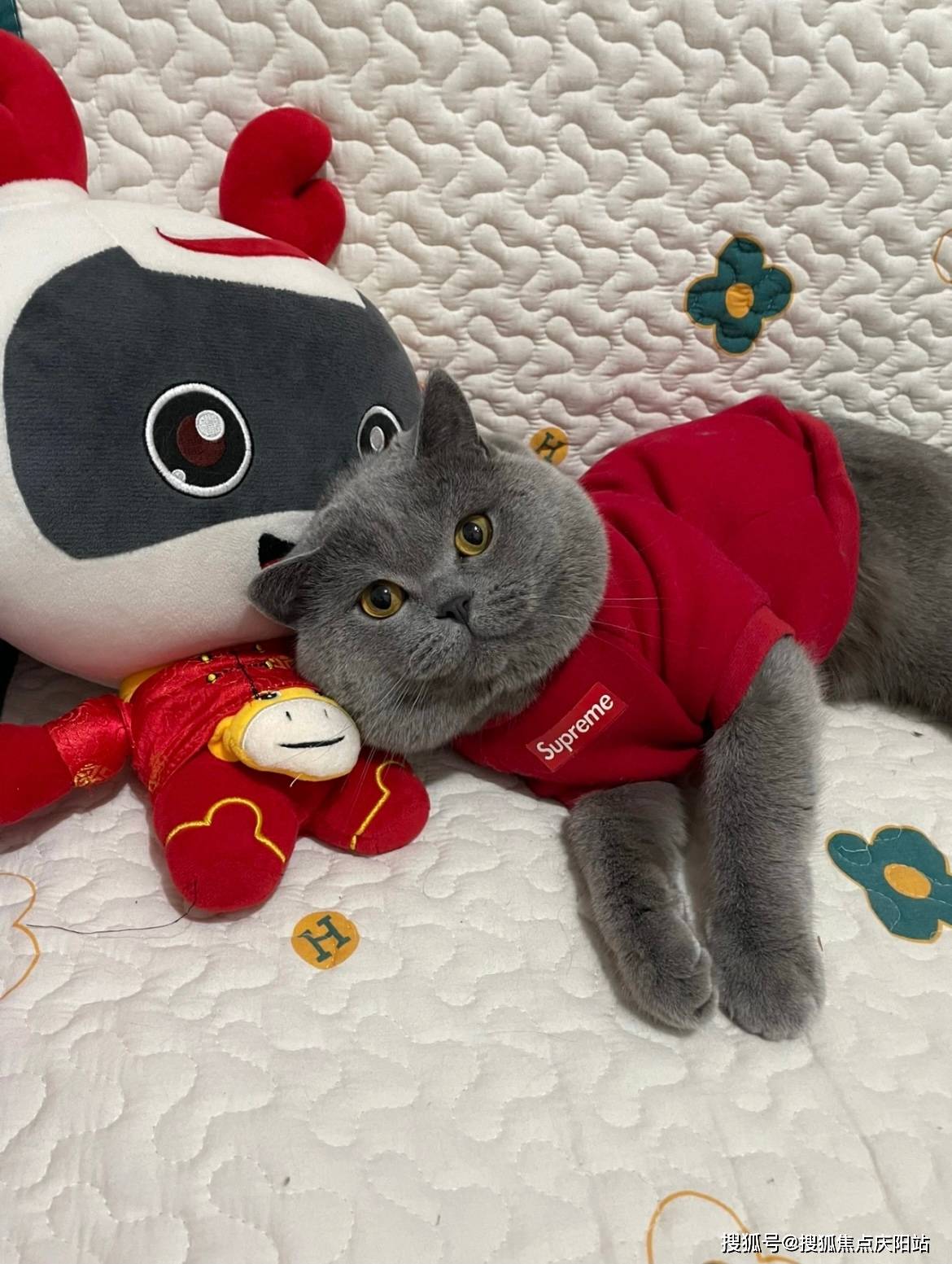 南京买英短蓝猫首页网站(南京雨花台区)买英短蓝猫的宠物店哪家口碑好