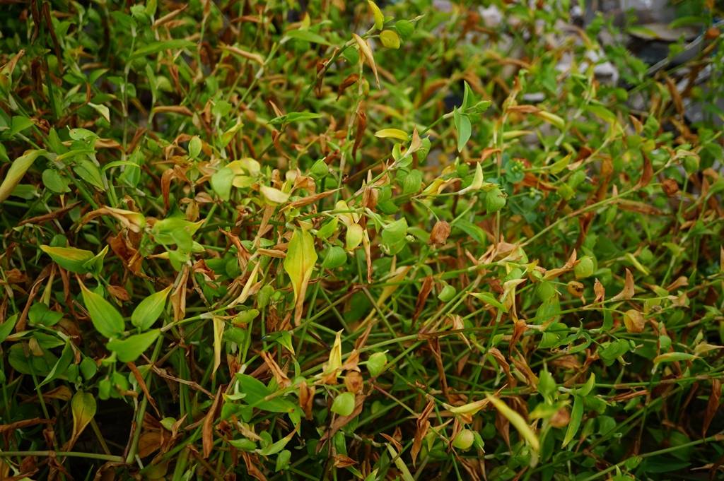 我见到的山东本土植物和园林栽培植物(266)饭包草
