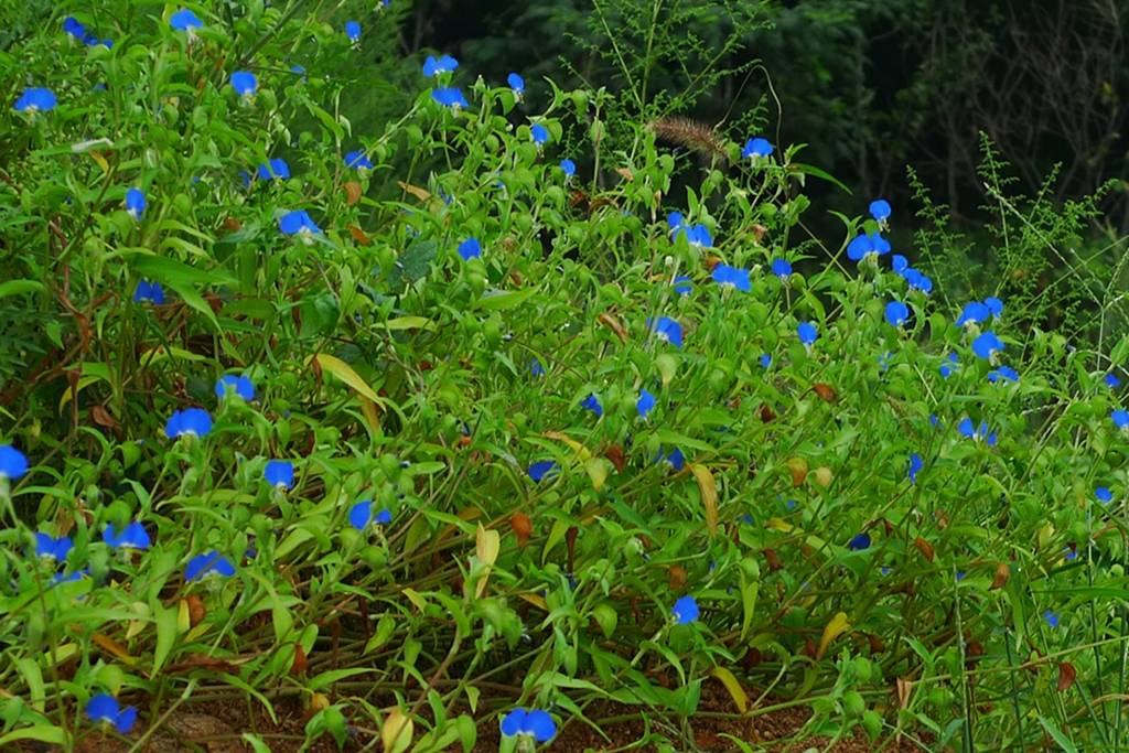 我见到的山东本土植物和园林栽培植物(265)鸭跖草