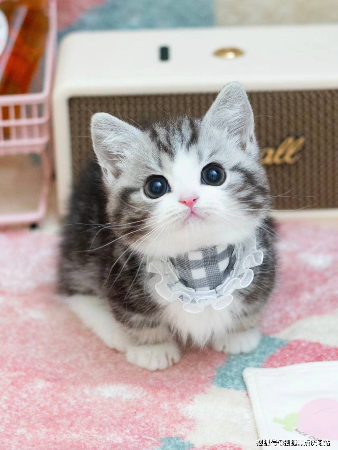 湖州买美短起司猫首页网站(湖州南浔区)买美短起司猫的地方