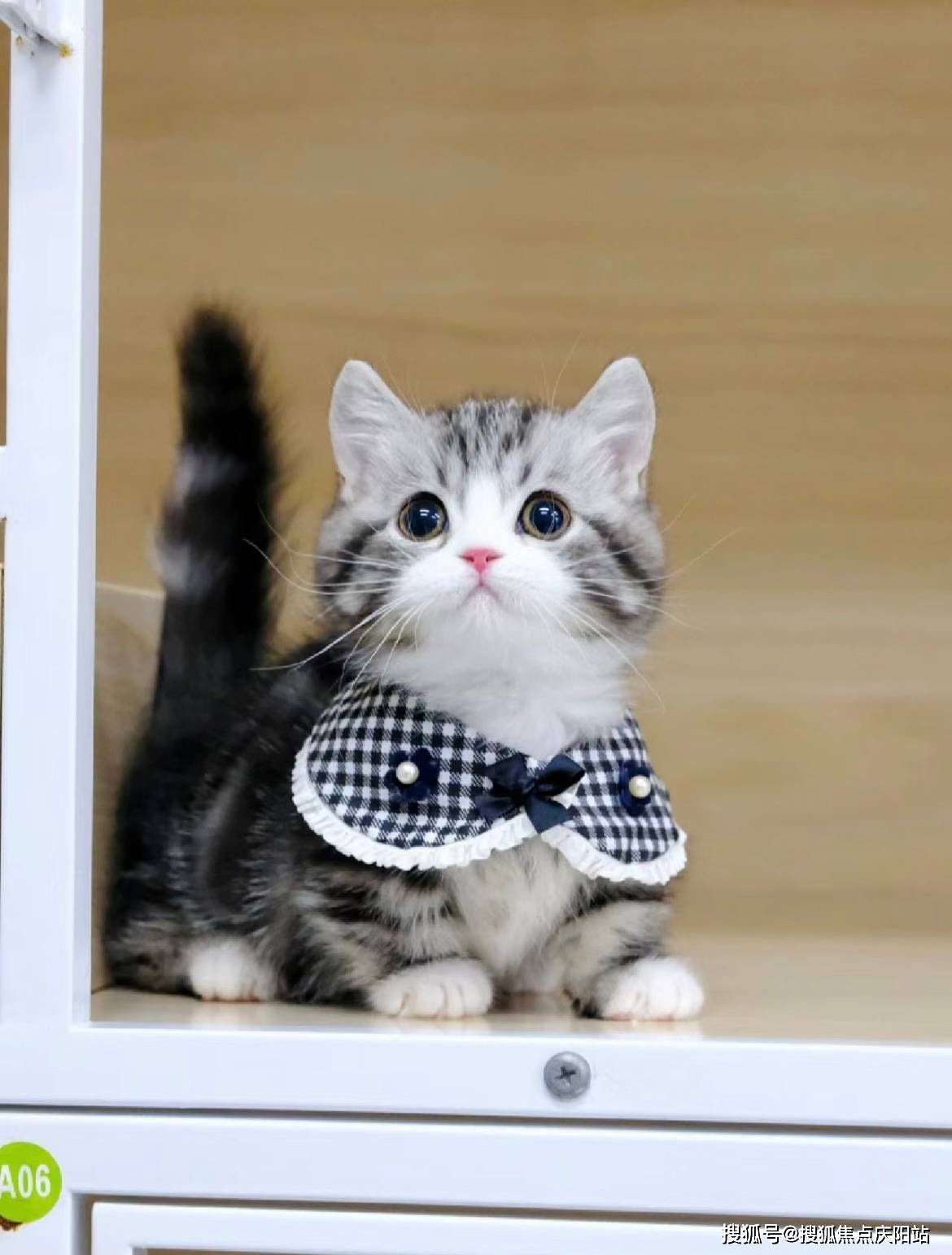 温州买美短起司猫首页网站(温州鹿城区)哪家宠物店有卖美短起司猫的