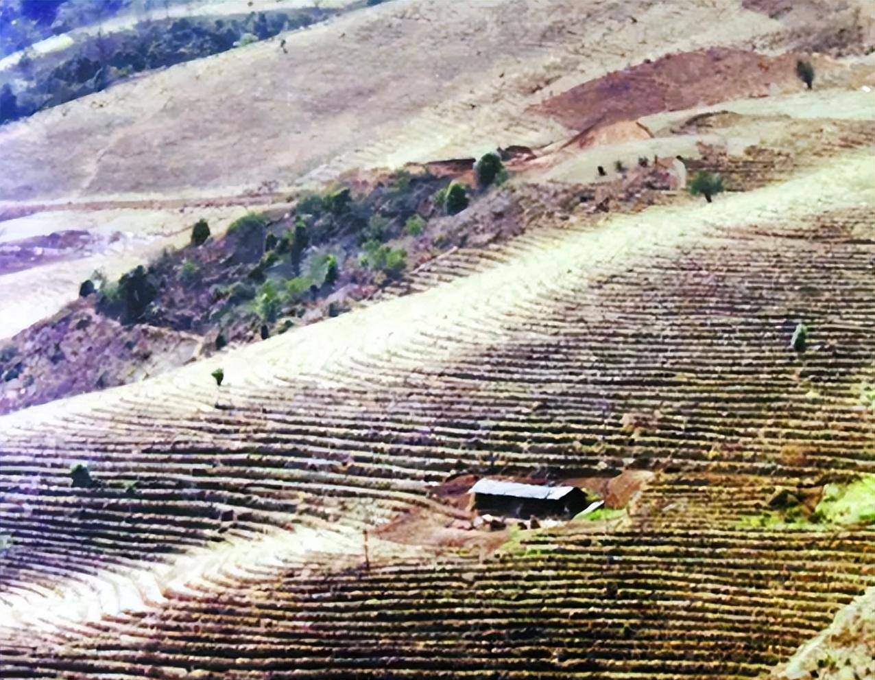 1988年60岁的杨善洲退休,拒绝组织安排:我要回家乡去种树