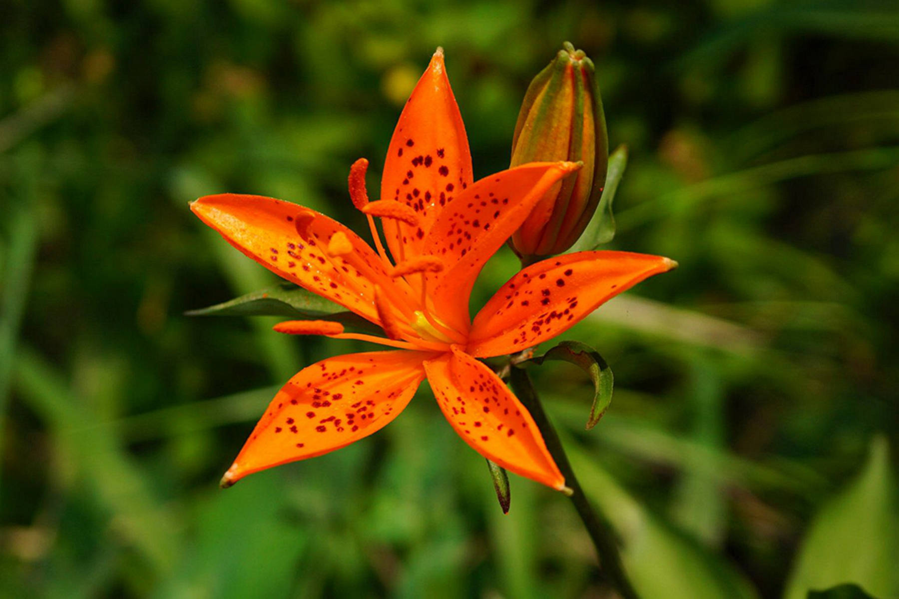 百合花生活环境图片