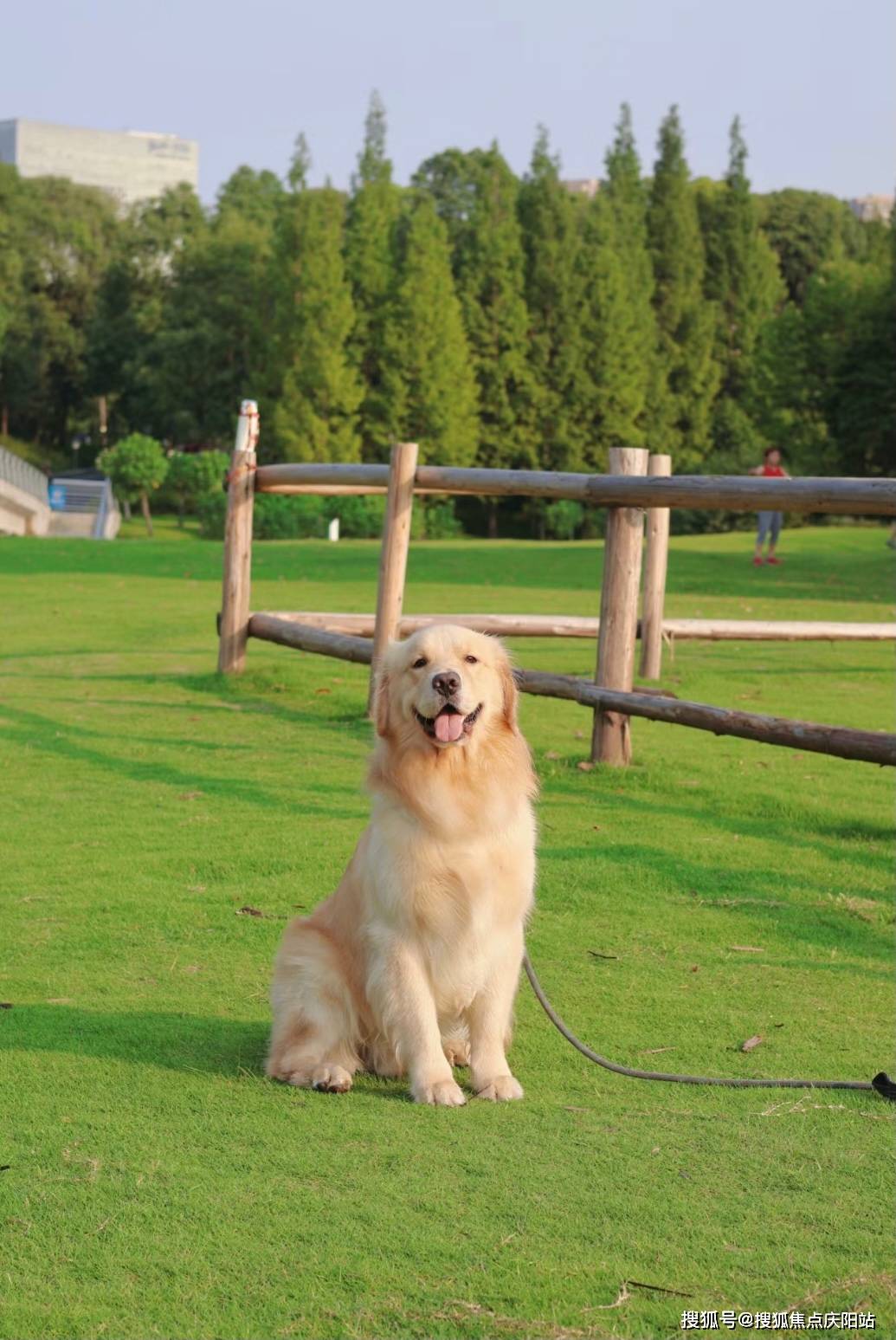 北京买金毛犬首页网站(北京顺义区)买金毛犬在哪里买靠谱又便宜