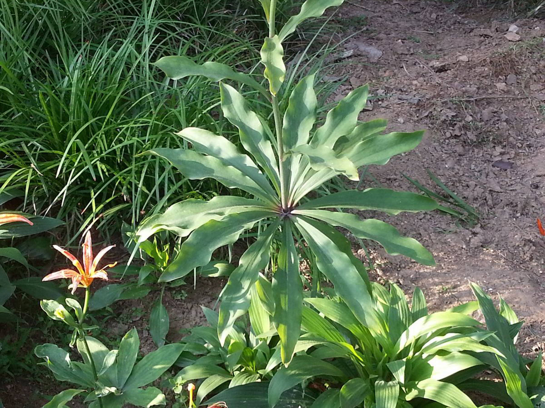 我见到的山东本土植物和园林栽培植物(274)青岛百合