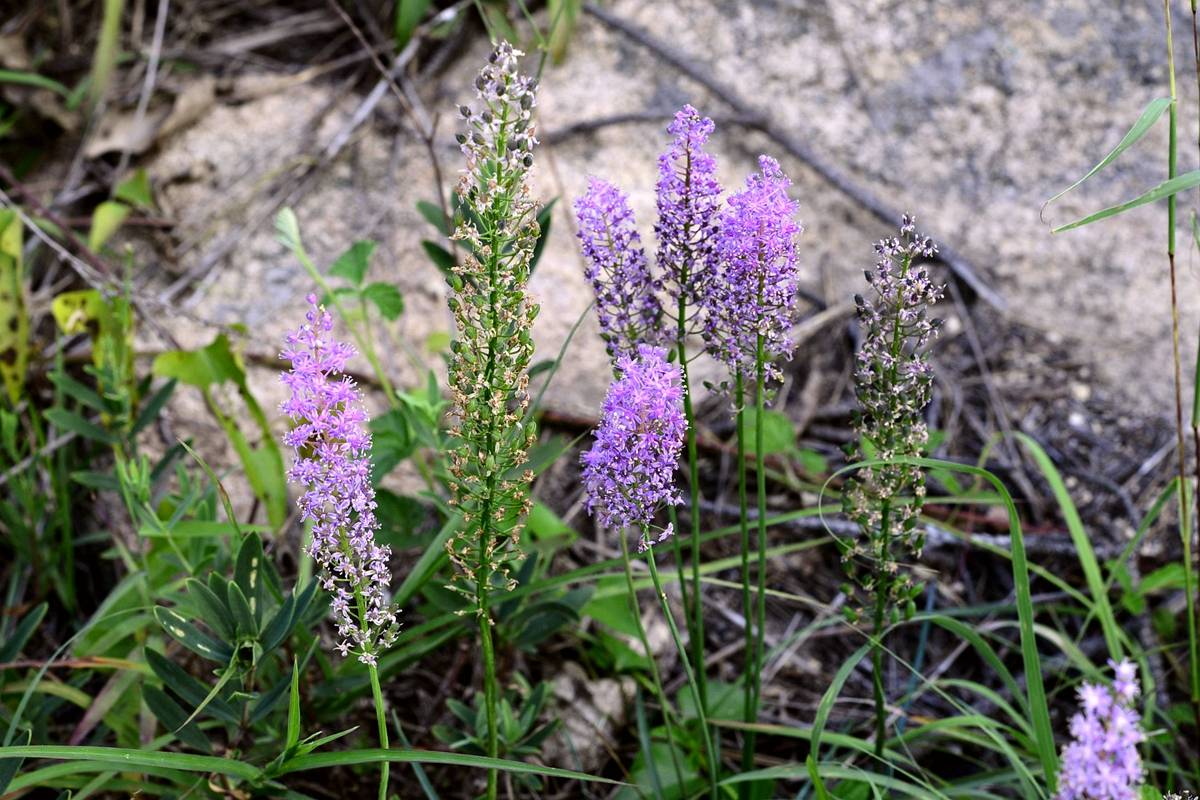 我见到的山东本土植物和园林栽培植物(278)绵枣儿