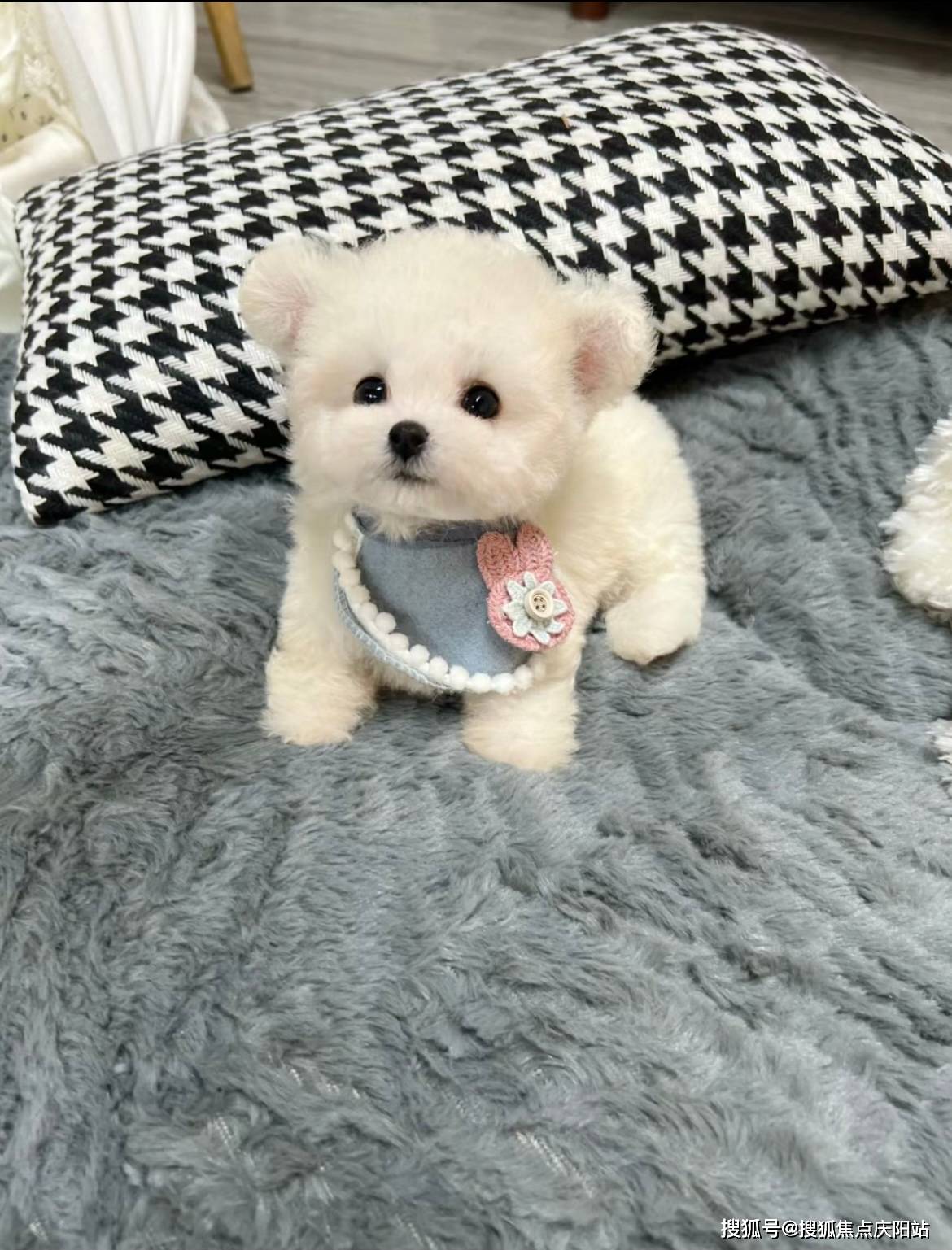 南京网站(南京雨花台区)哪家宠物店买比熊犬比较纯