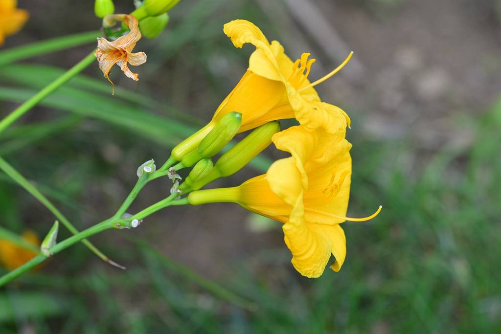 我见到的山东本土植物和园林栽培植物(282)大花萱草(栽培)