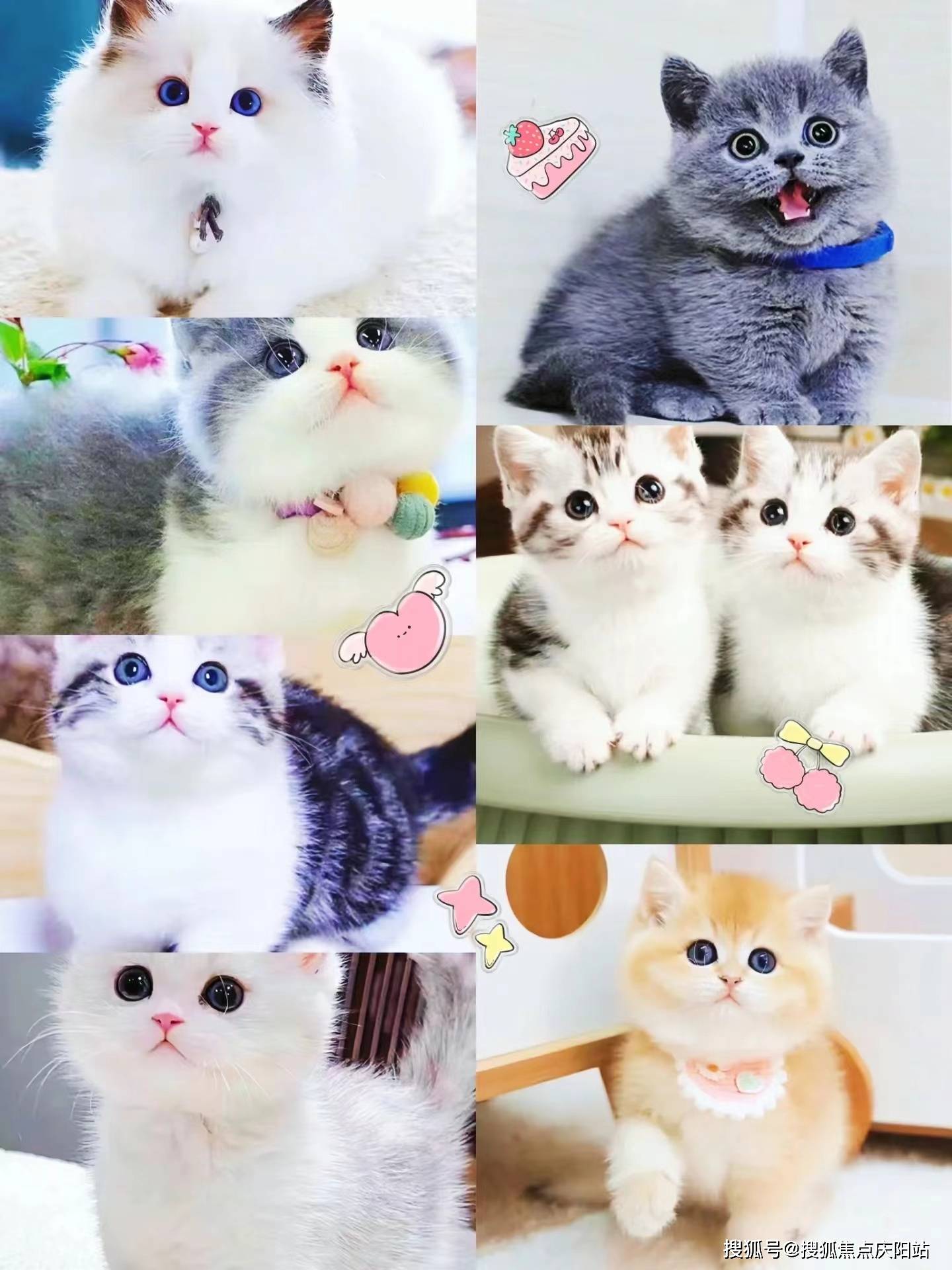 在福安家宠物店,你可以看到各种颜色和品种的博美犬,它们或乖巧地躺在