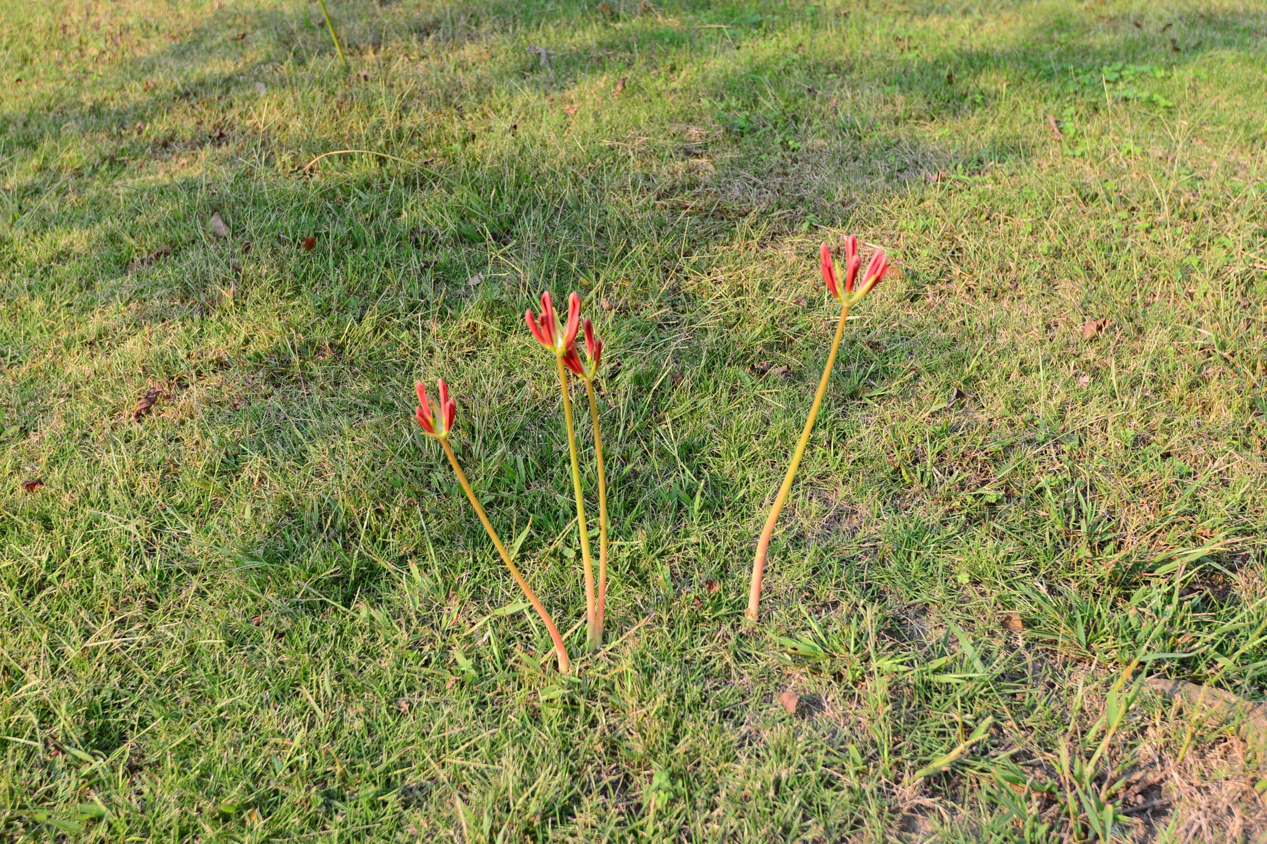 我见到的山东本土植物和园林栽培植物