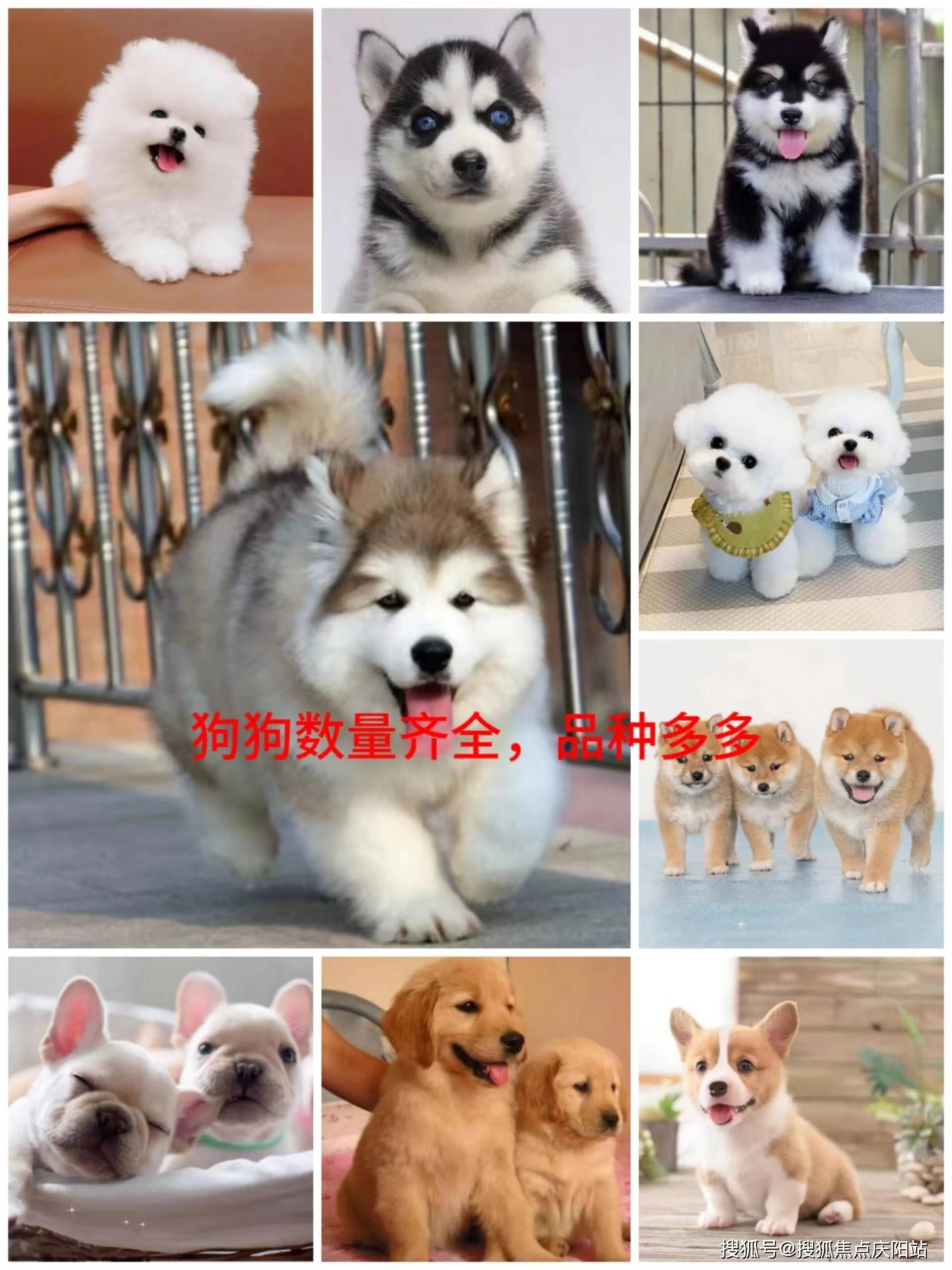 北京买边牧犬首页网站(北京朝阳区)边牧犬多少钱一只