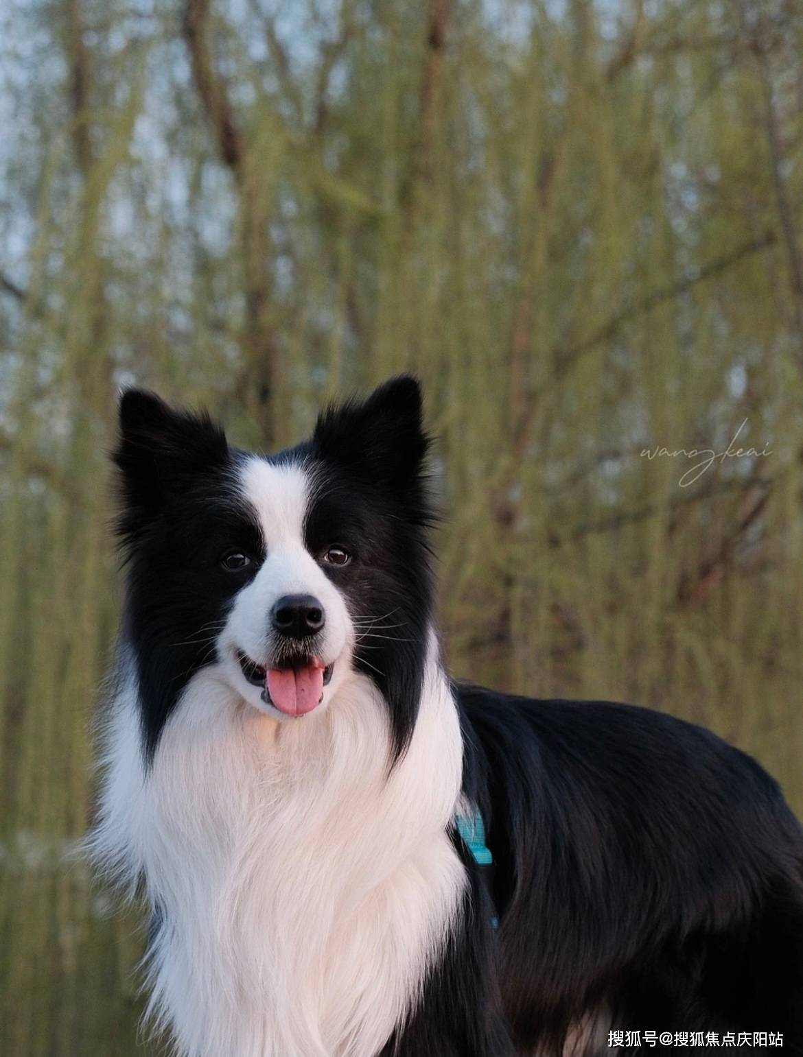 常州买边牧犬首页网站(常州新北区)哪里可以买到品相好的边牧犬_宠物_