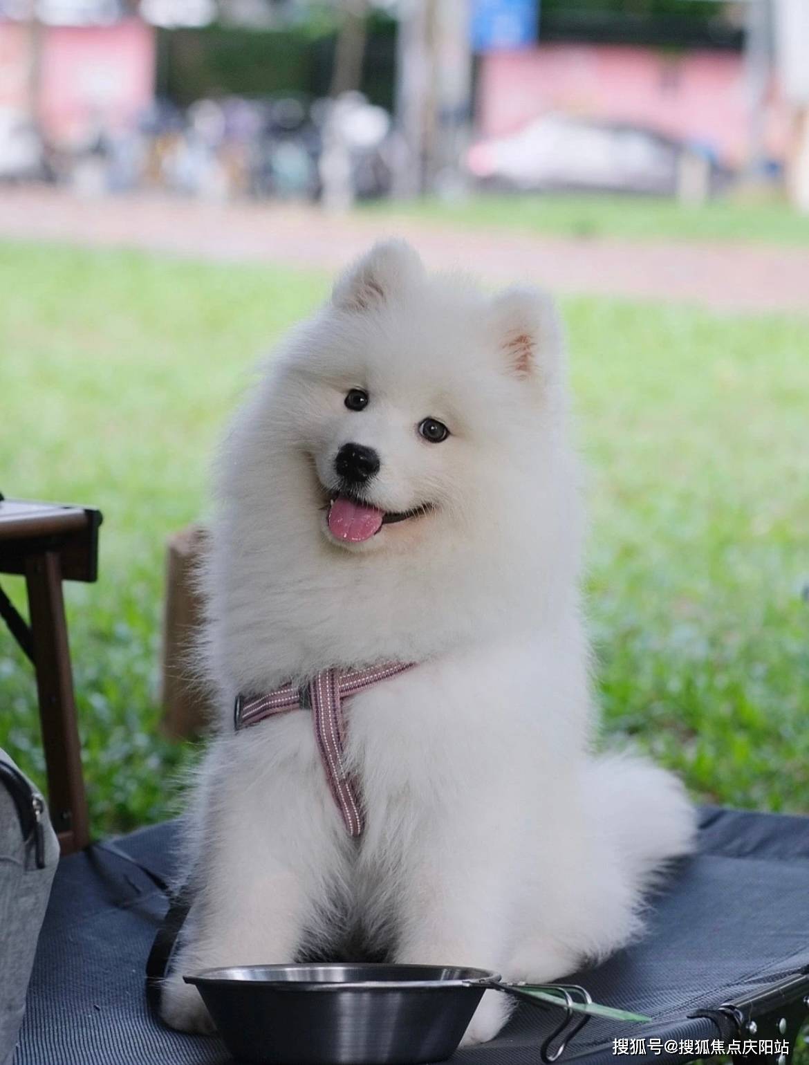 合肥买萨摩耶犬首页网站合肥瑶海区买萨摩耶犬最好去哪里买