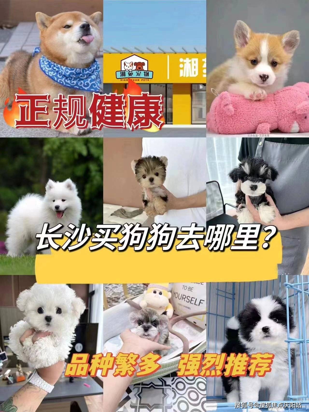 长沙芙蓉区买萨摩耶犬最好去哪里买?