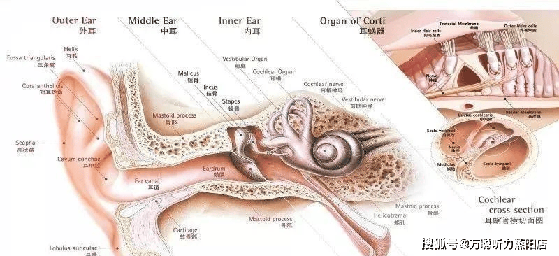 耳朵的构造