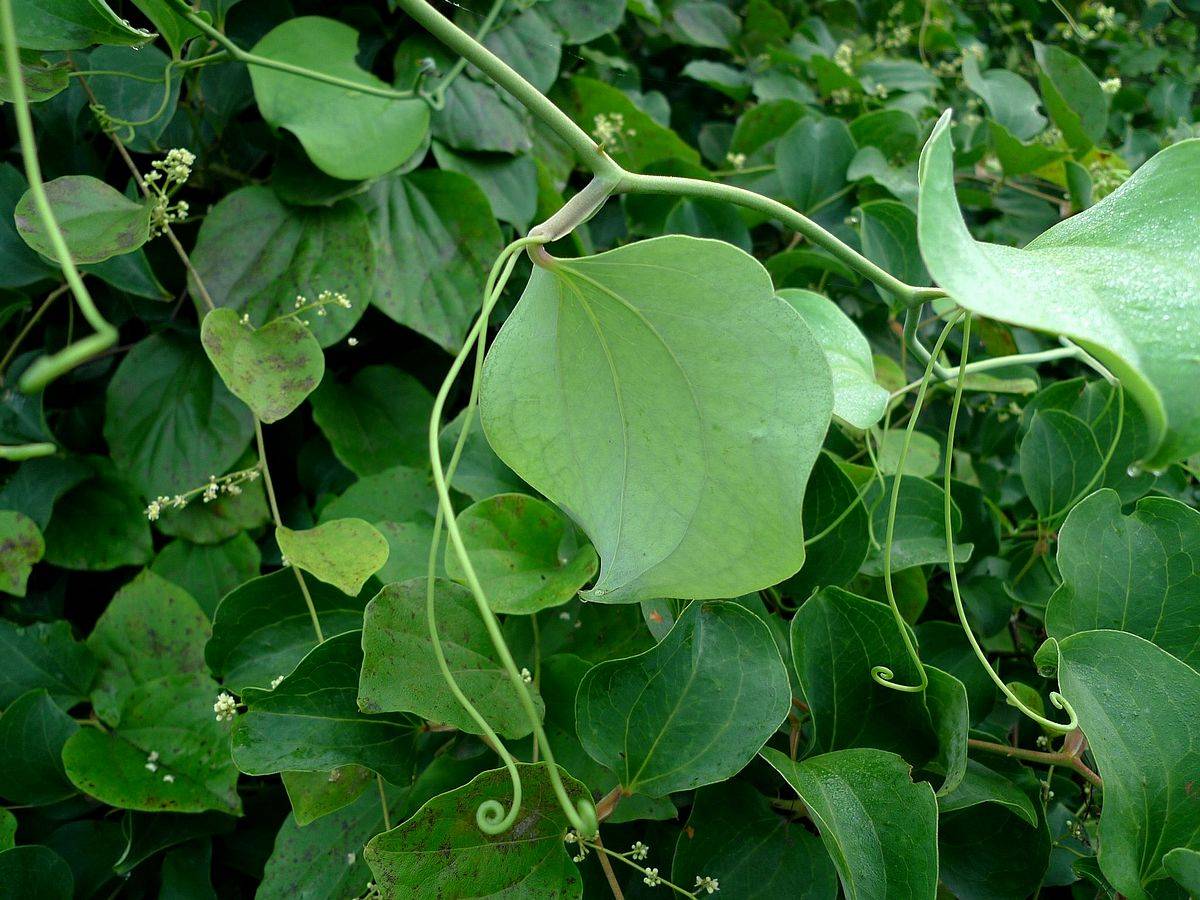 我见到的山东本土植物和园林栽培植物