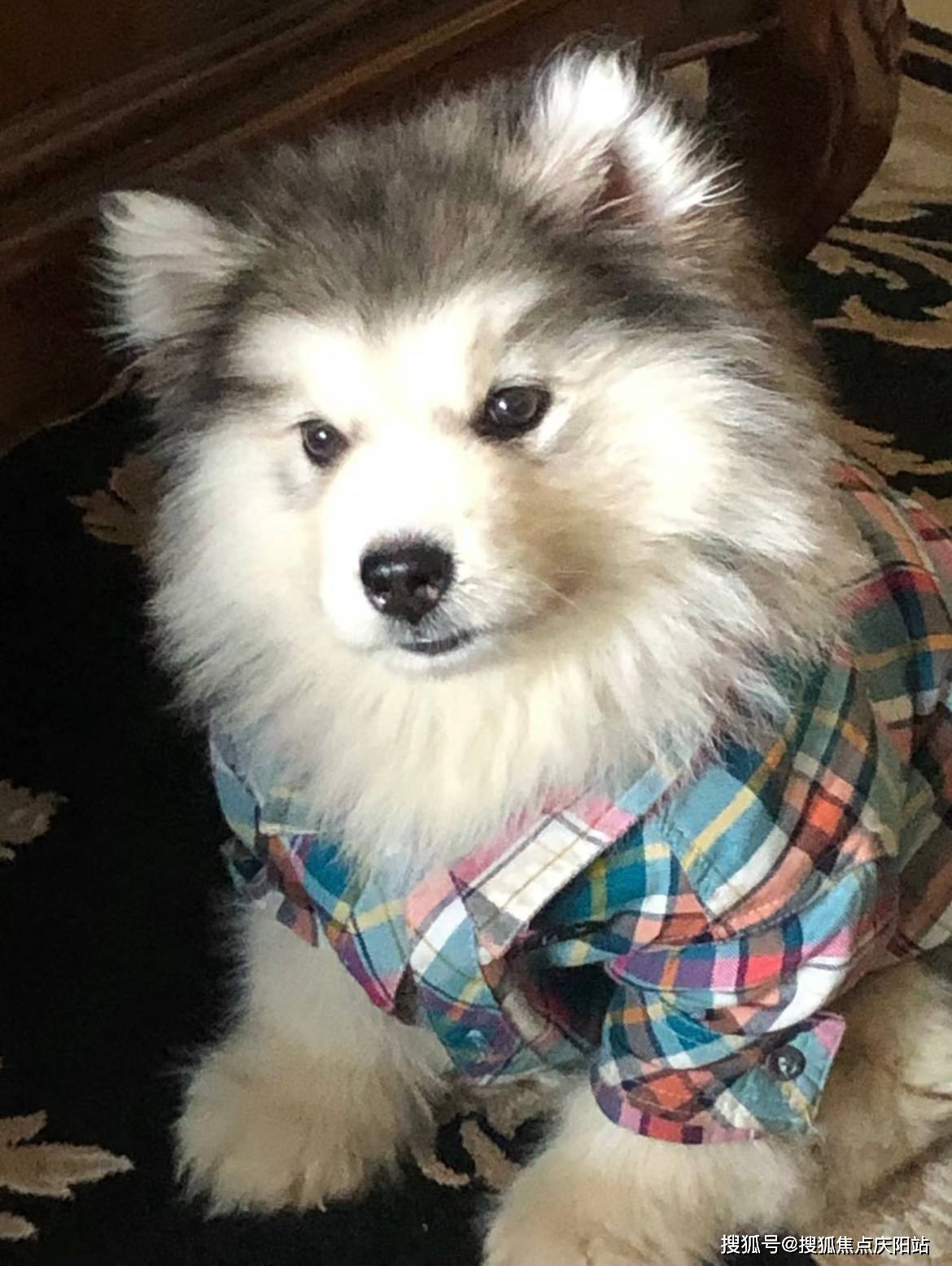 苏州买阿拉斯加犬首页网站(苏州姑苏区)哪里有正规卖阿拉斯加犬的宠物