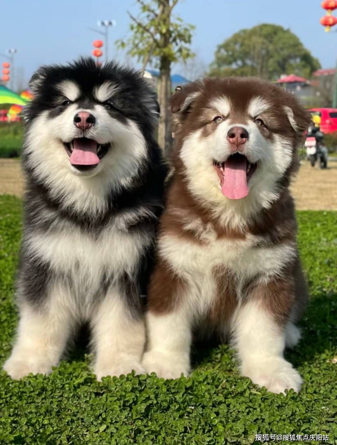 常州买阿拉斯加犬首页网站(常州新北区)哪里有阿拉斯加犬出售