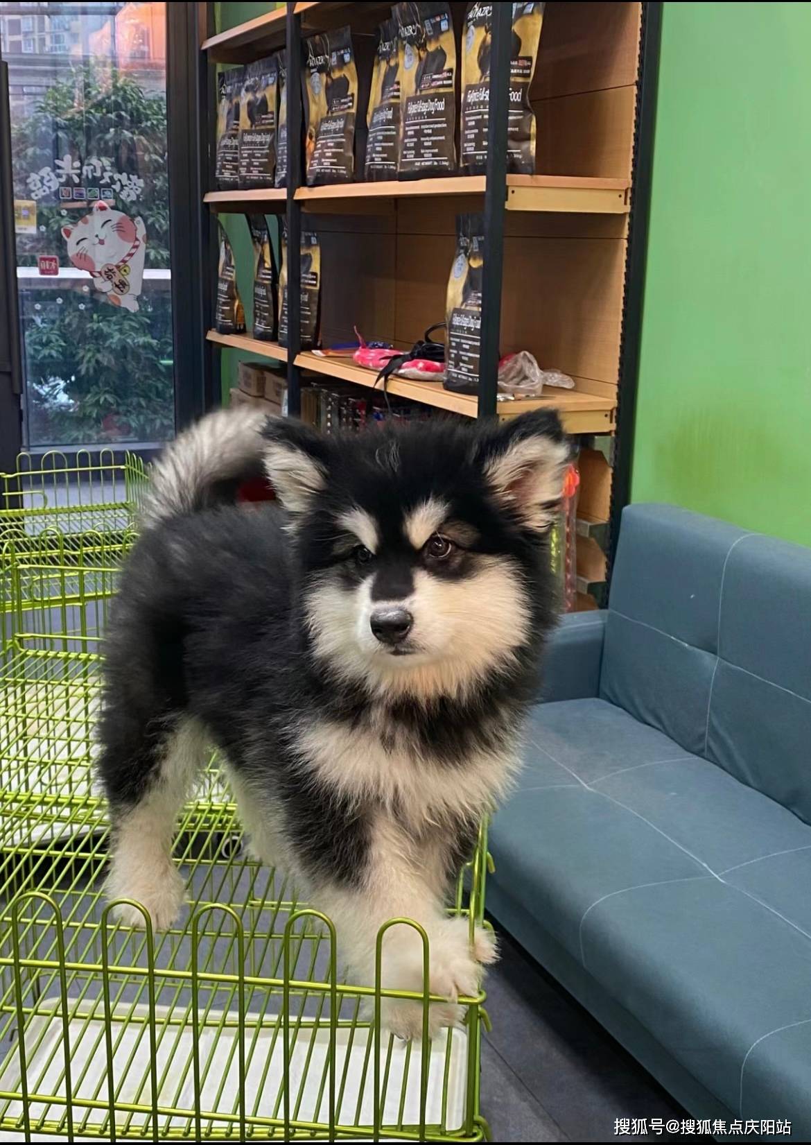 深圳买阿拉斯加犬首页网站(深圳南山区)买阿拉斯加犬哪里比较安全