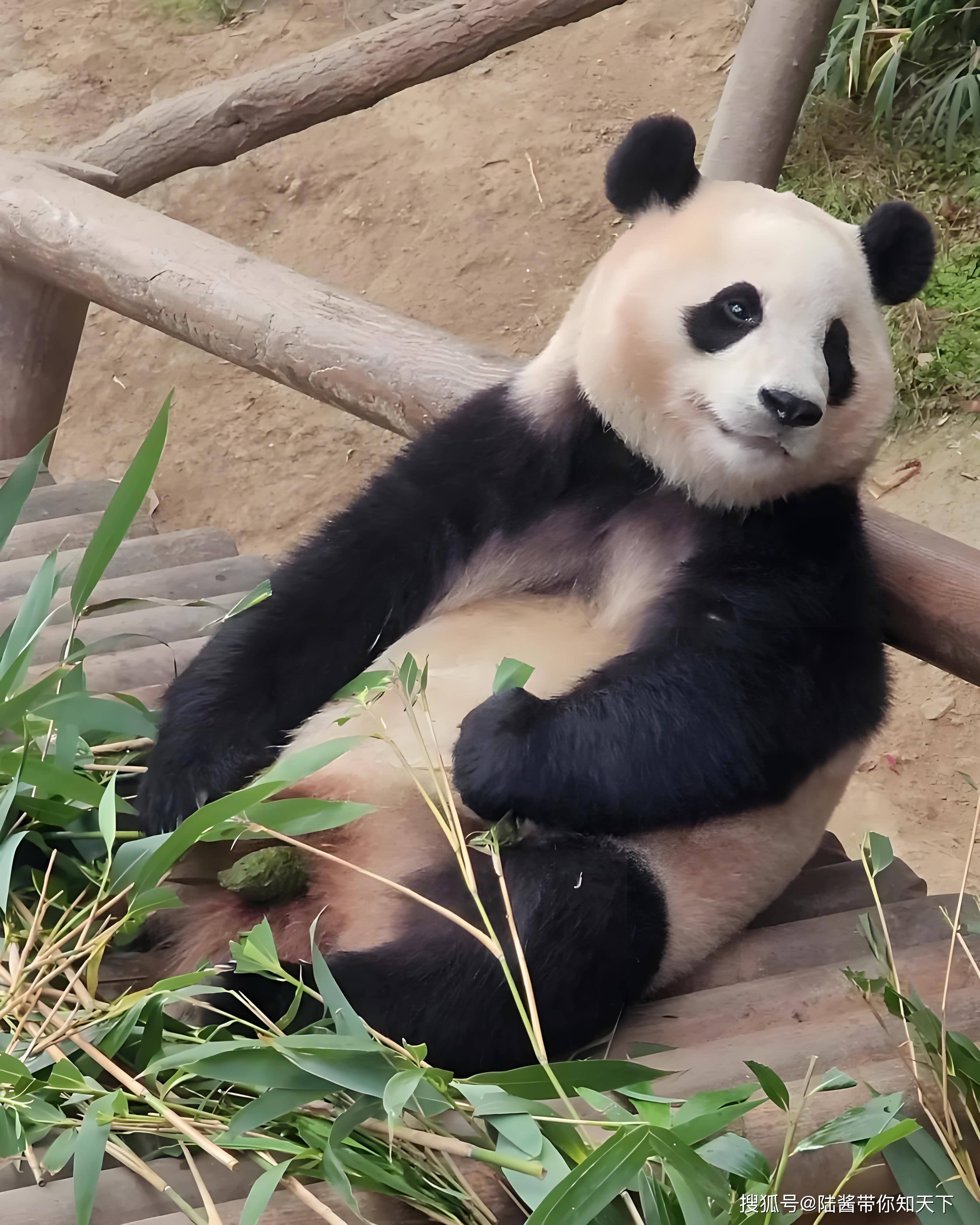 汪涵直播闻福宝青团:一场跨越物种的文化盛宴_大熊猫_观众_动物