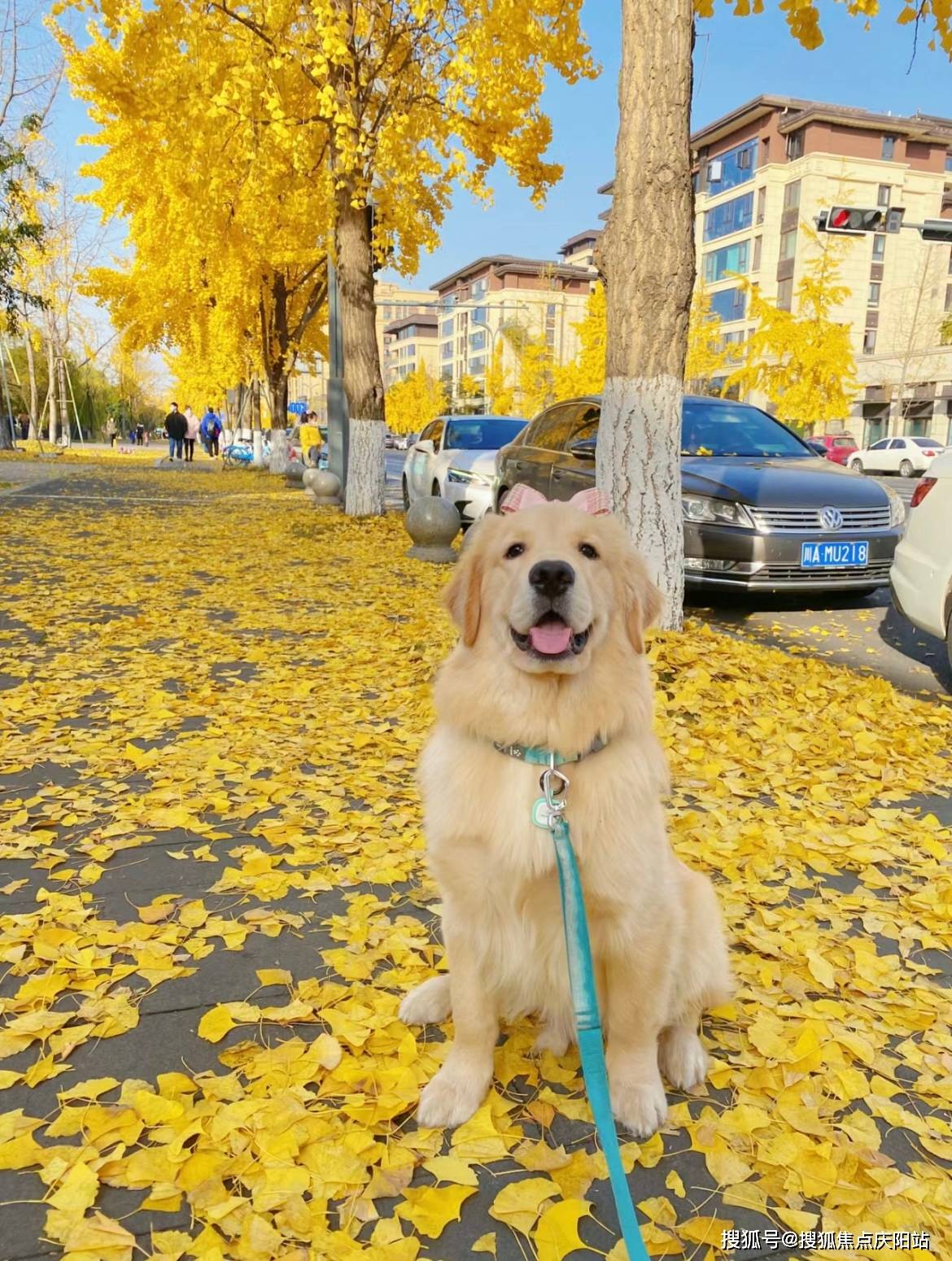 重庆买金毛犬首页网站(重庆九龙坡区)金毛犬多少钱一只