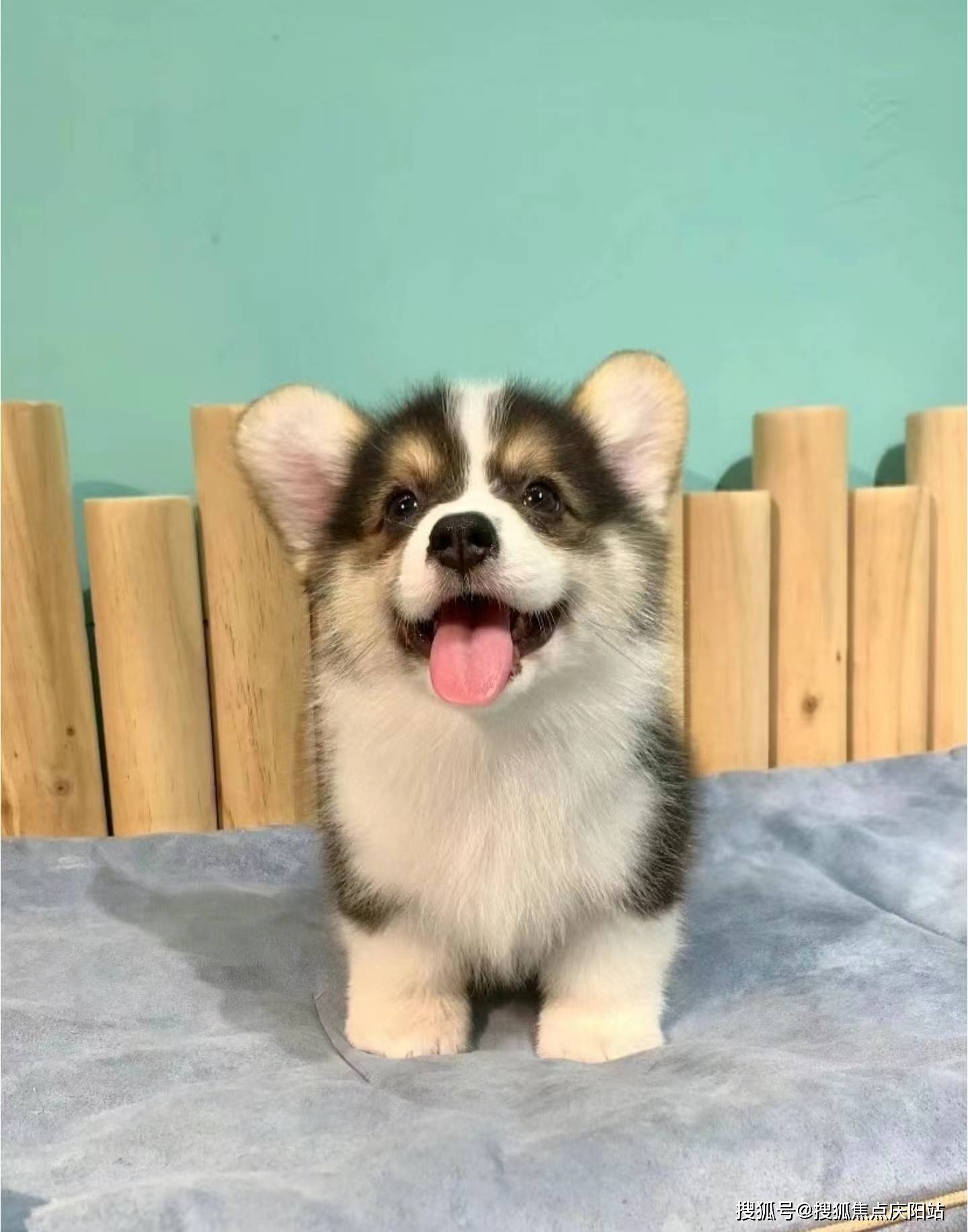 西安买柯基犬首页网站(西安未央区)买柯基犬在哪里买靠谱又便宜