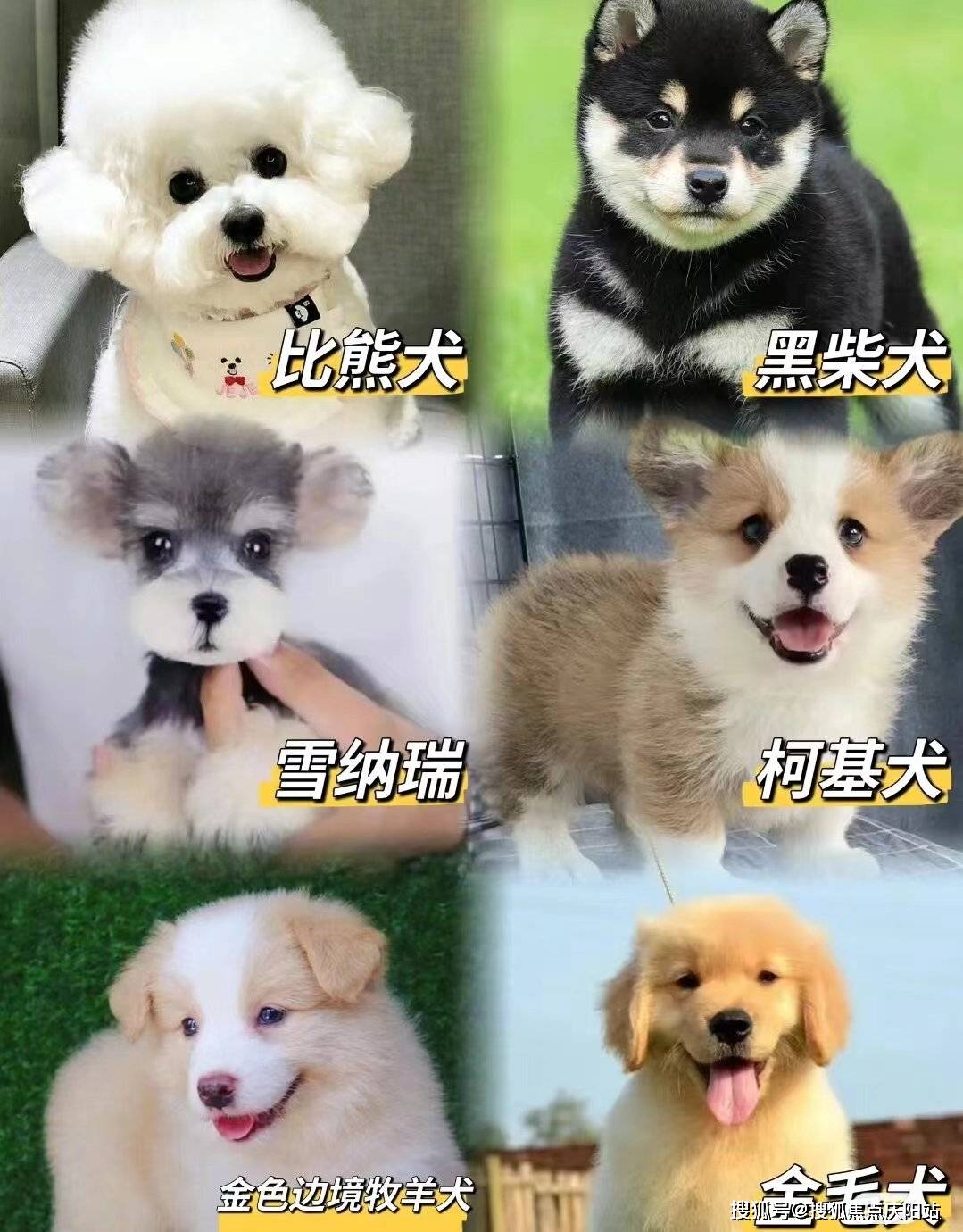 长沙买柯基犬首页网站(长沙芙蓉区)哪里可以买到品相好的柯基犬