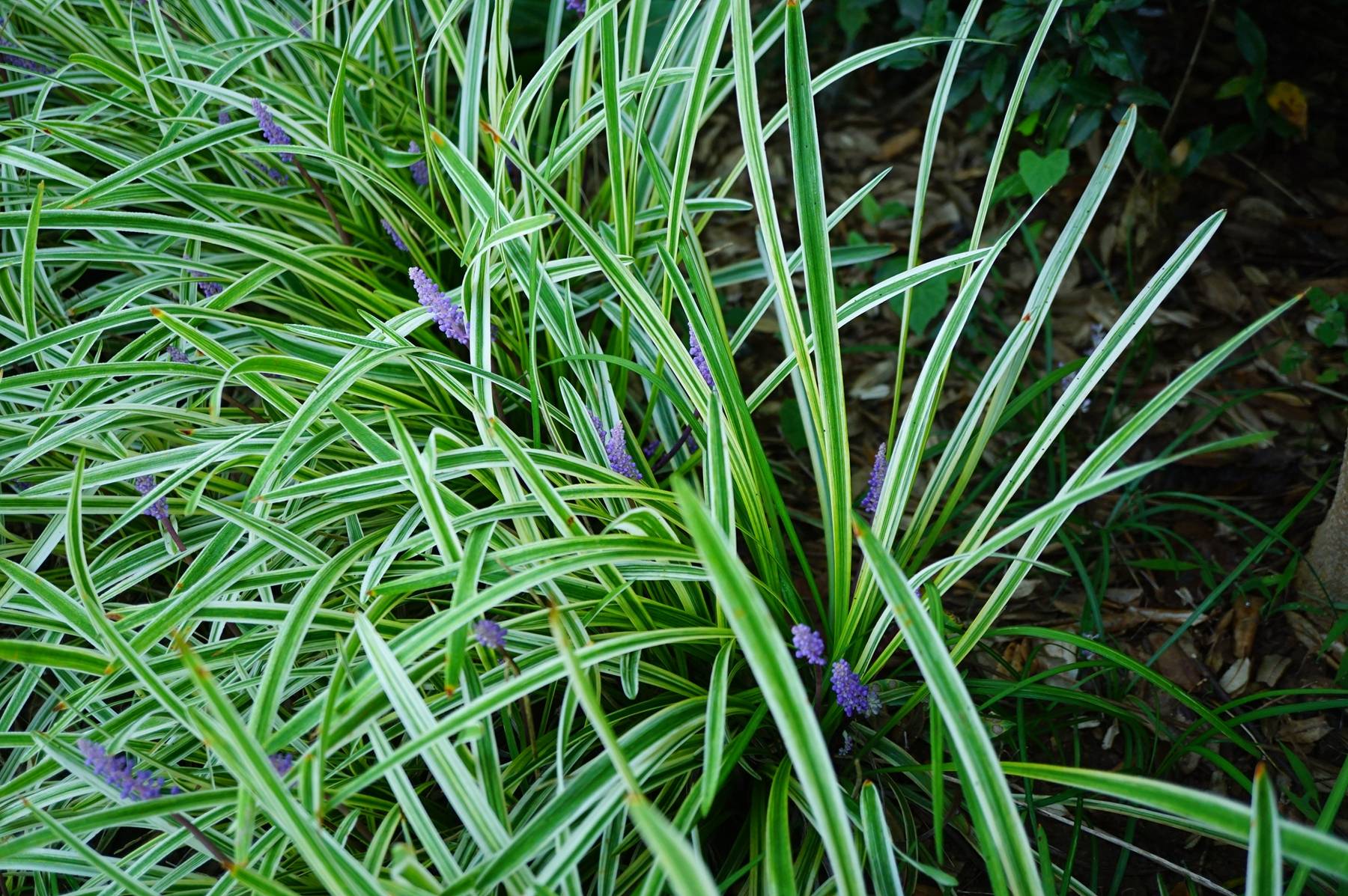 我见到的山东本土植物和园林栽培植物(306