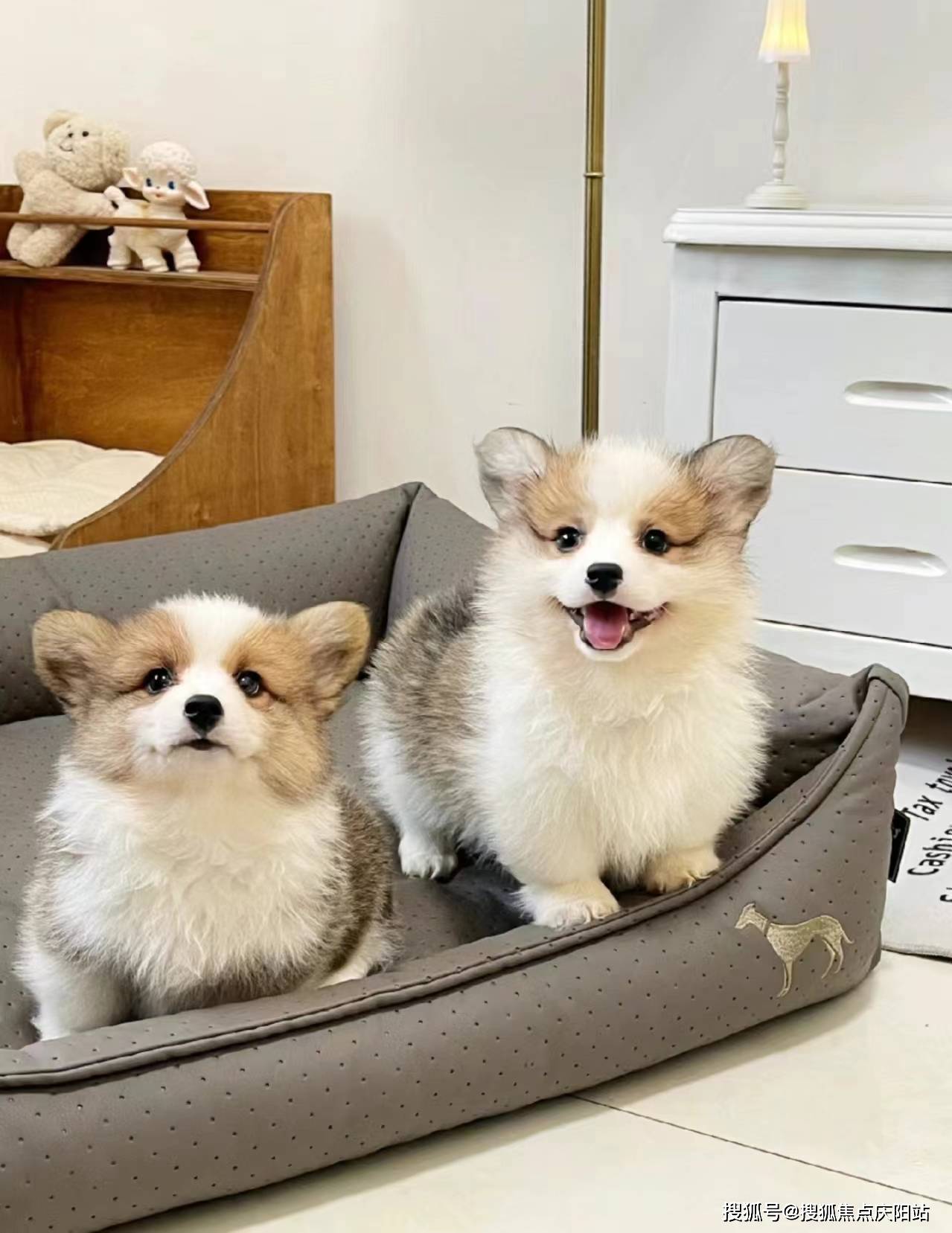 无锡买柯基犬首页网站(无锡梁溪区)哪里有卖柯基犬的地方