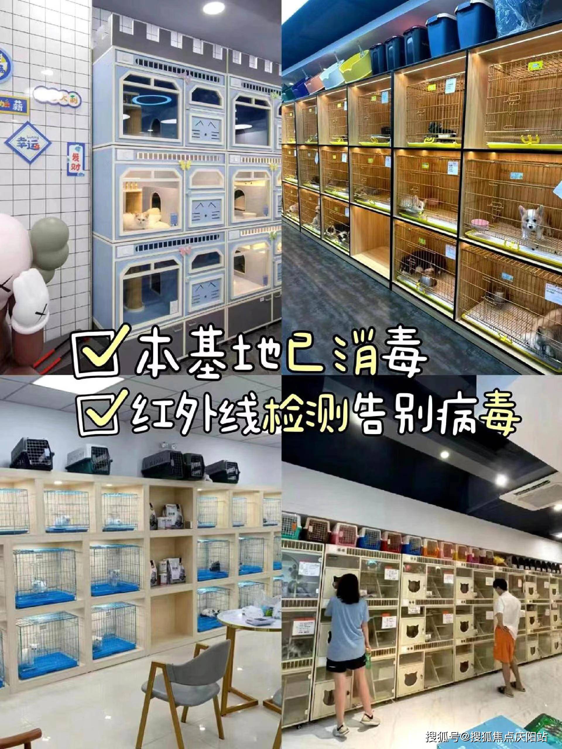 武汉买柯基犬多少钱一只(武汉硚口区)买柯基犬多少钱一只?