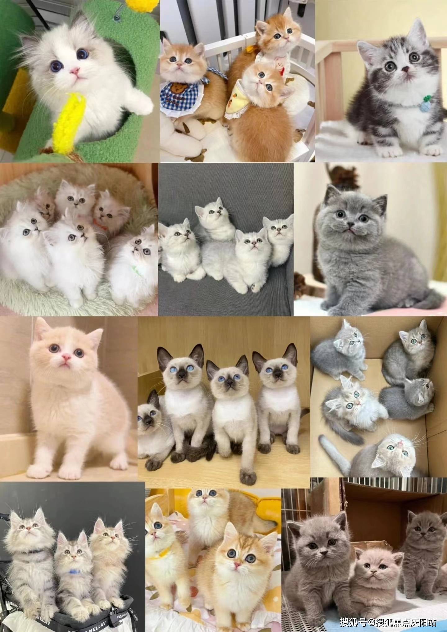 银渐层猫作为英国短毛猫中的一个稀有色系,它们的毛色如银色瀑布般