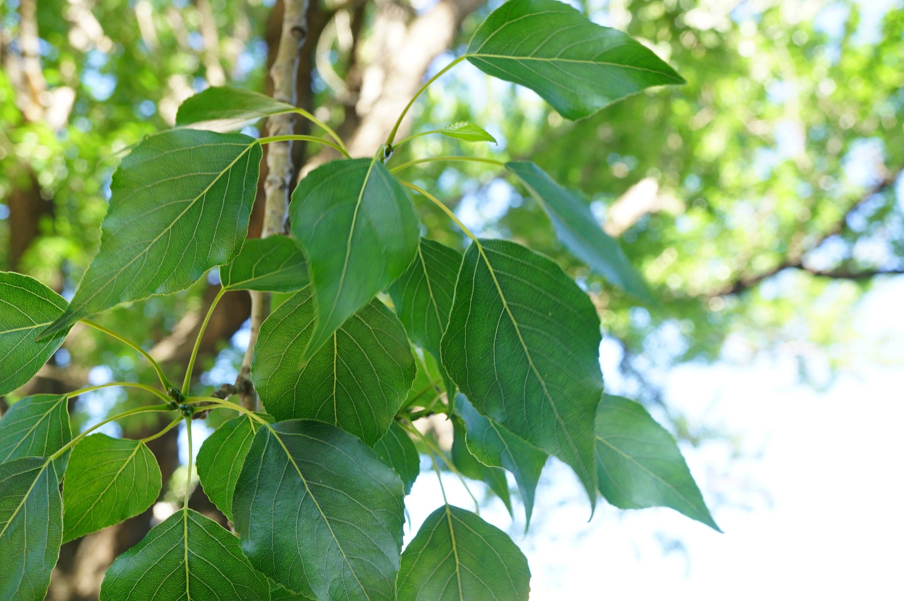 我见到的山东本土植物和园林栽培植物(353)小叶杨