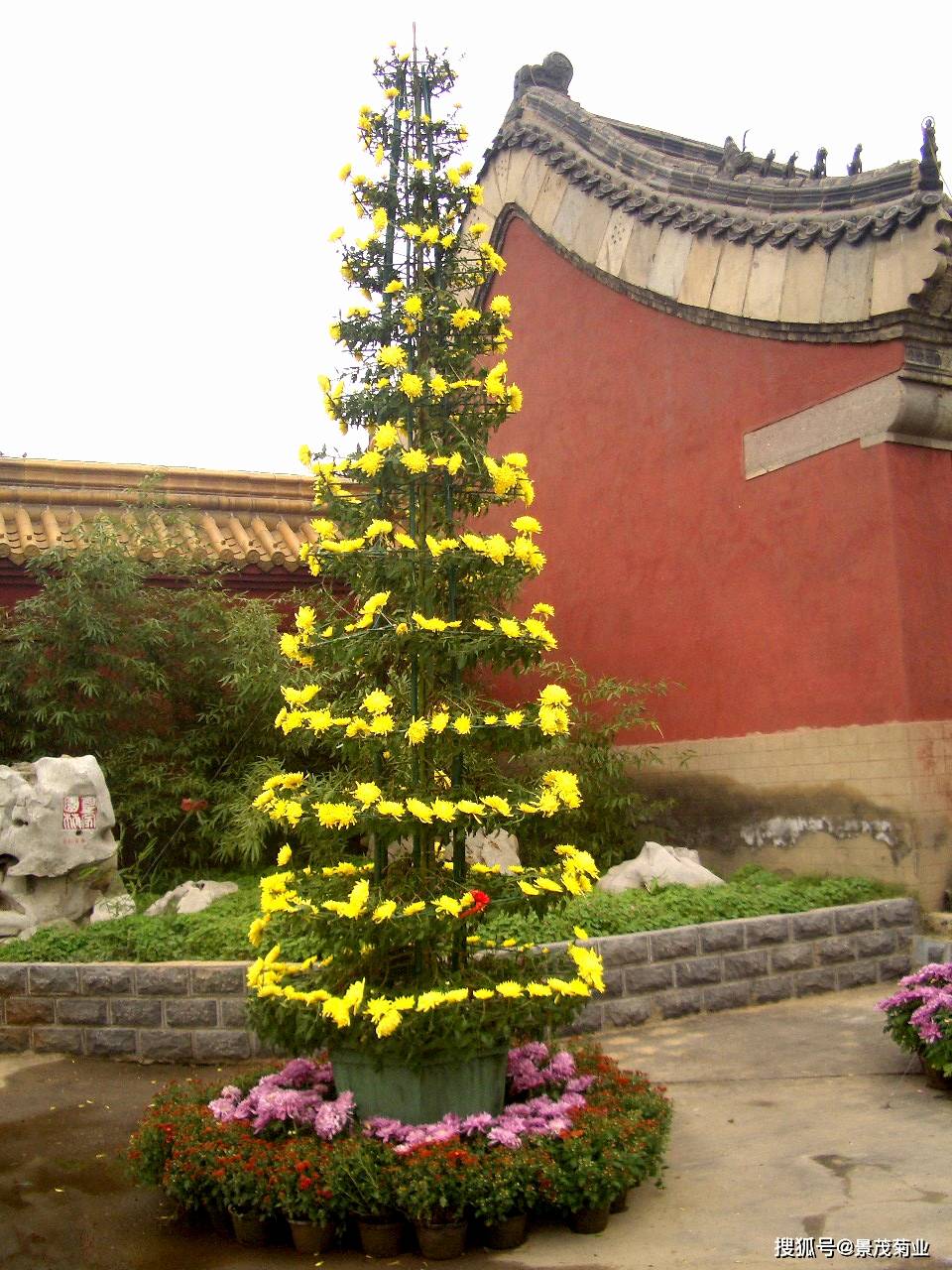 菊花造型艺菊-塔菊
