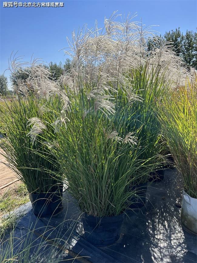 观赏草-矢羽芒