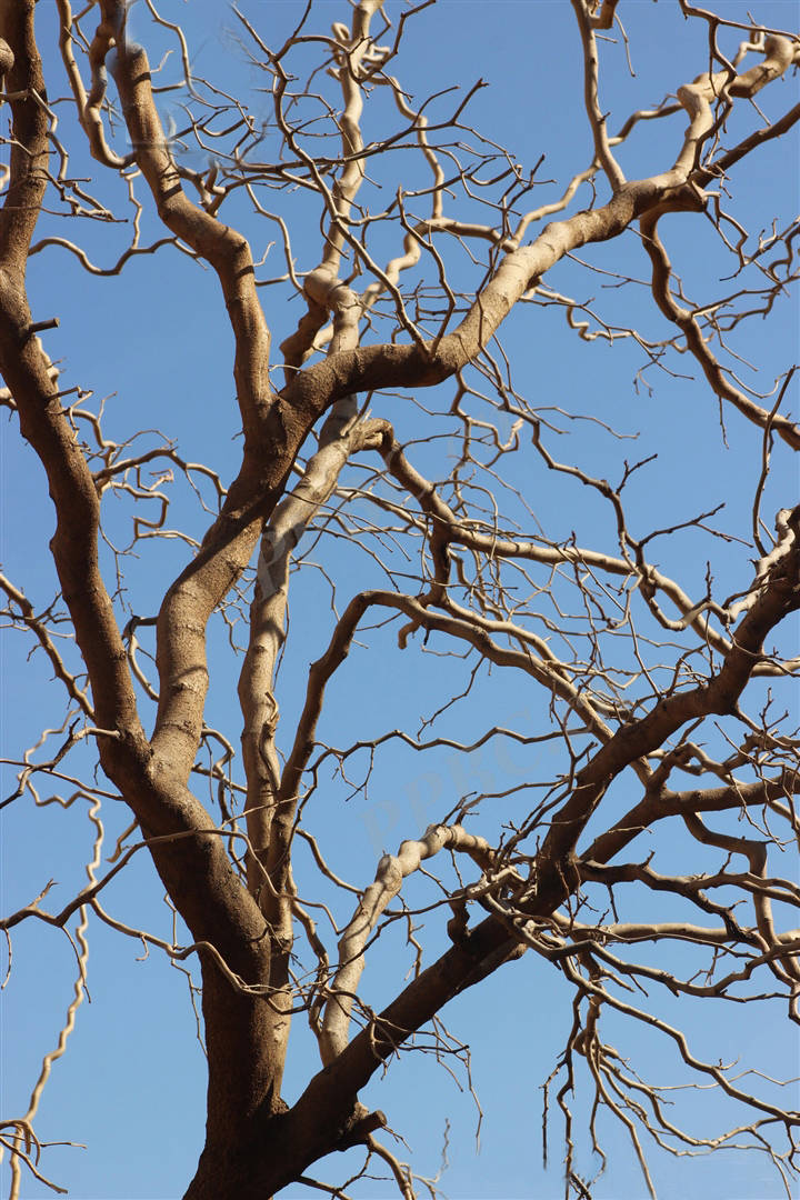 我见到的山东本土植物和园林栽培植物