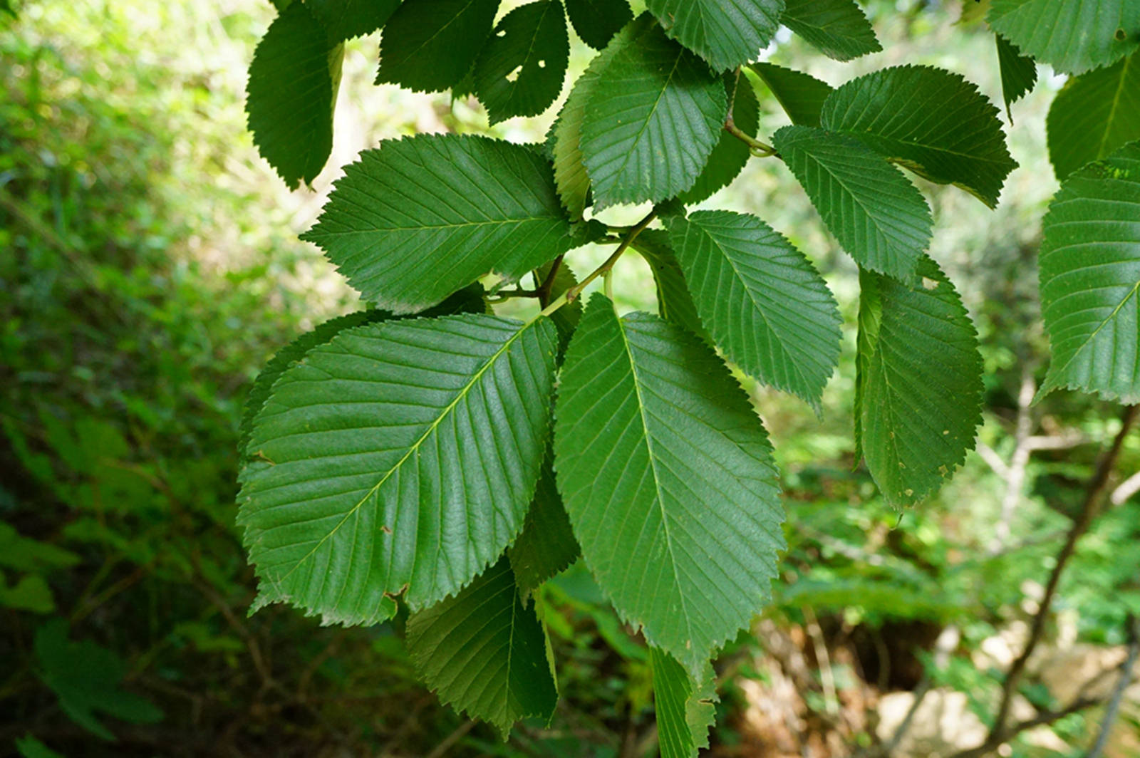 我见到的山东本土植物和园林栽培植物(395)春榆