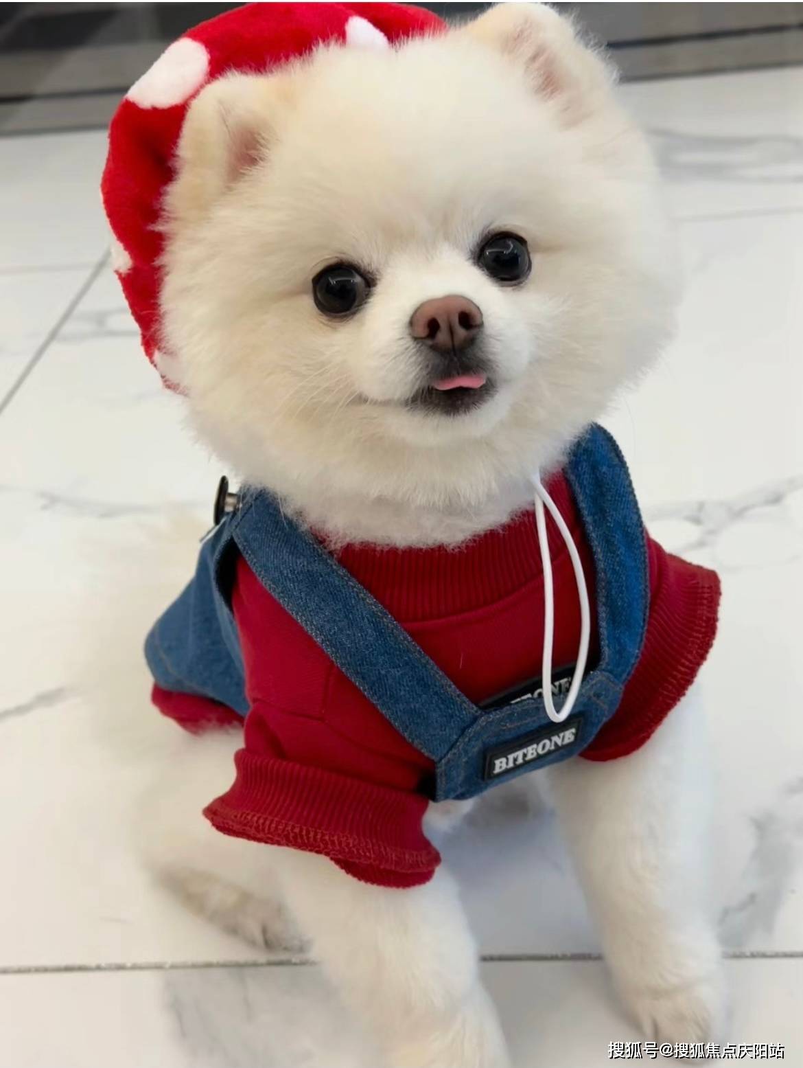 嘉兴买博美犬首页网站(嘉兴南湖区)哪里可以买到博美犬