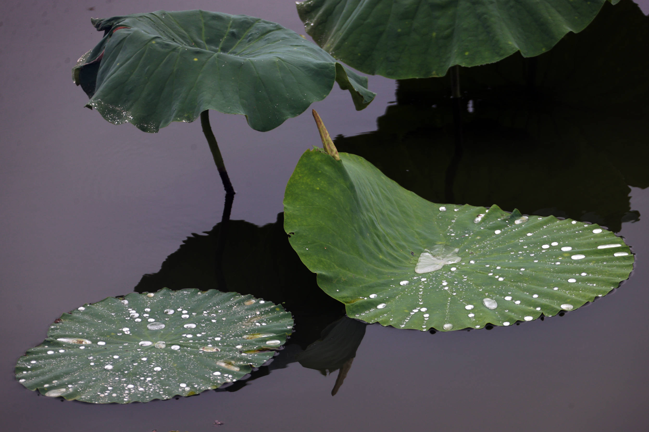 夏日雨中情;:大荔黄河岸边荷韵悠悠