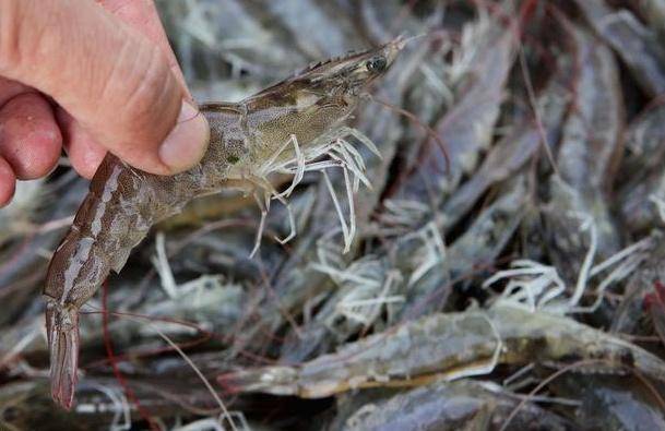 南美白对虾孢子虫解决措施