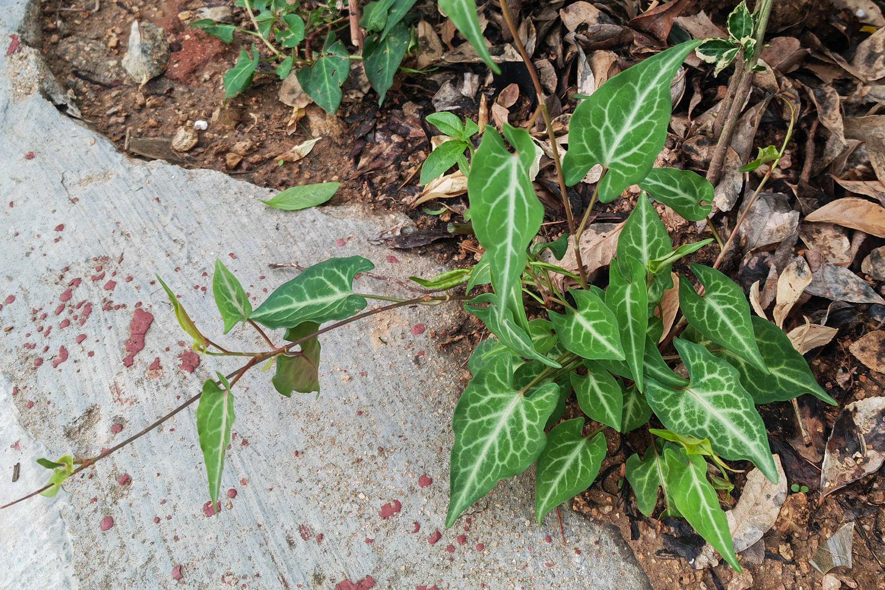 我见到的山东本土植物和园林栽培植物