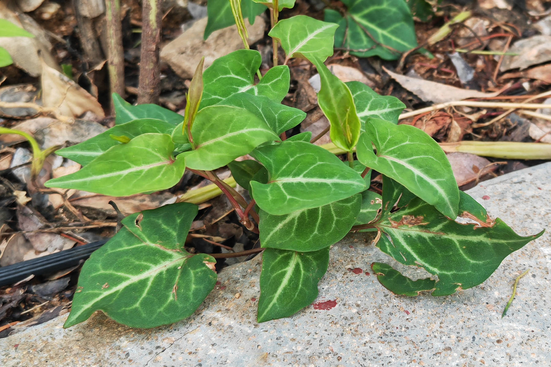 我见到的山东本土植物和园林栽培植物