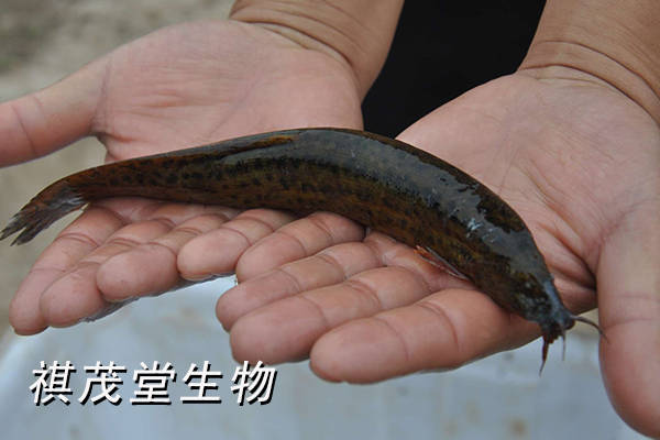 鱼鳅子皮肤病图片图片