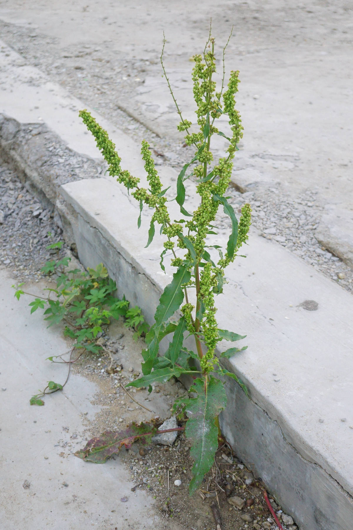 我见到的山东本土植物和园林栽培植物